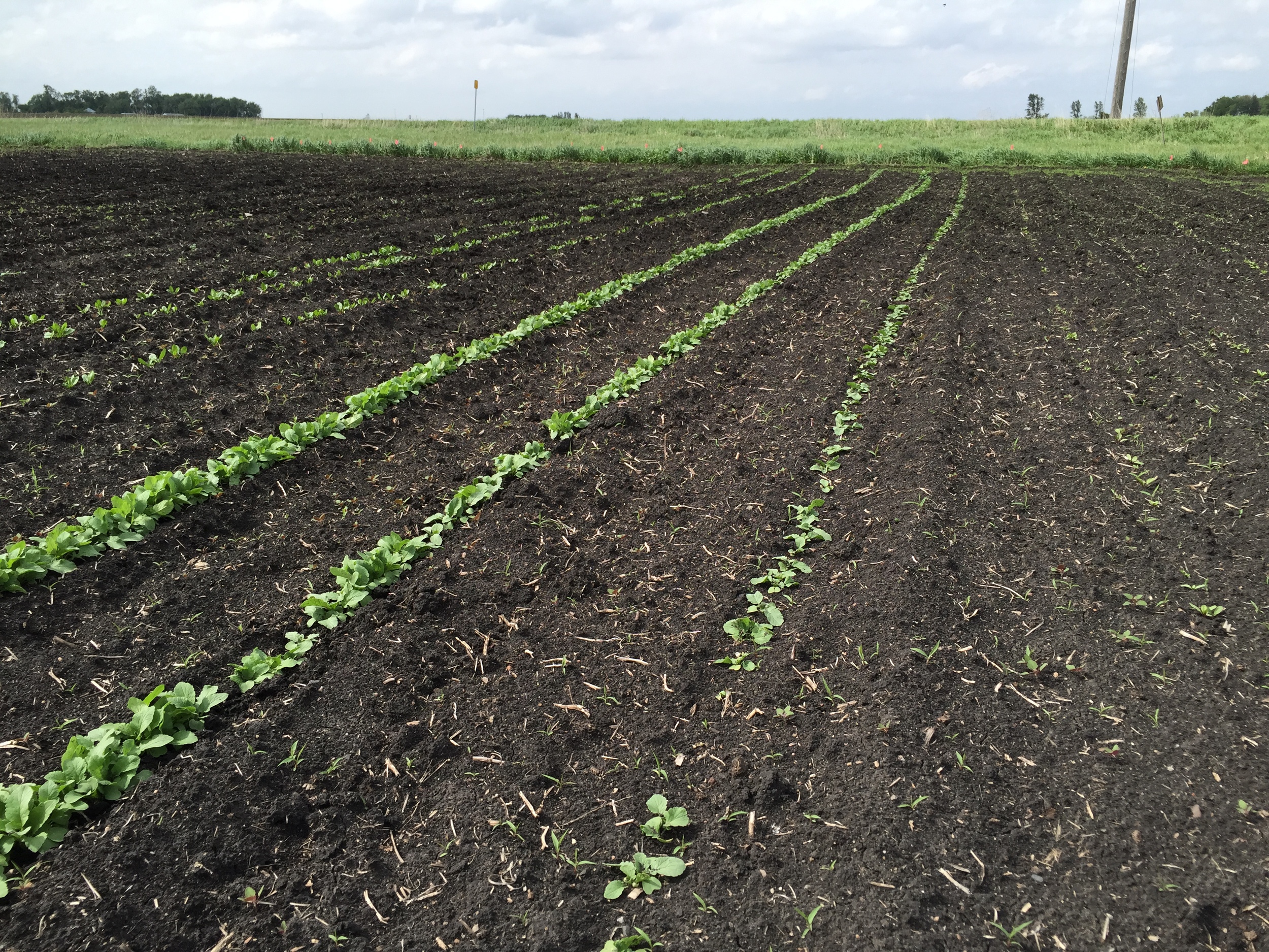  Radishes are looking good too. 