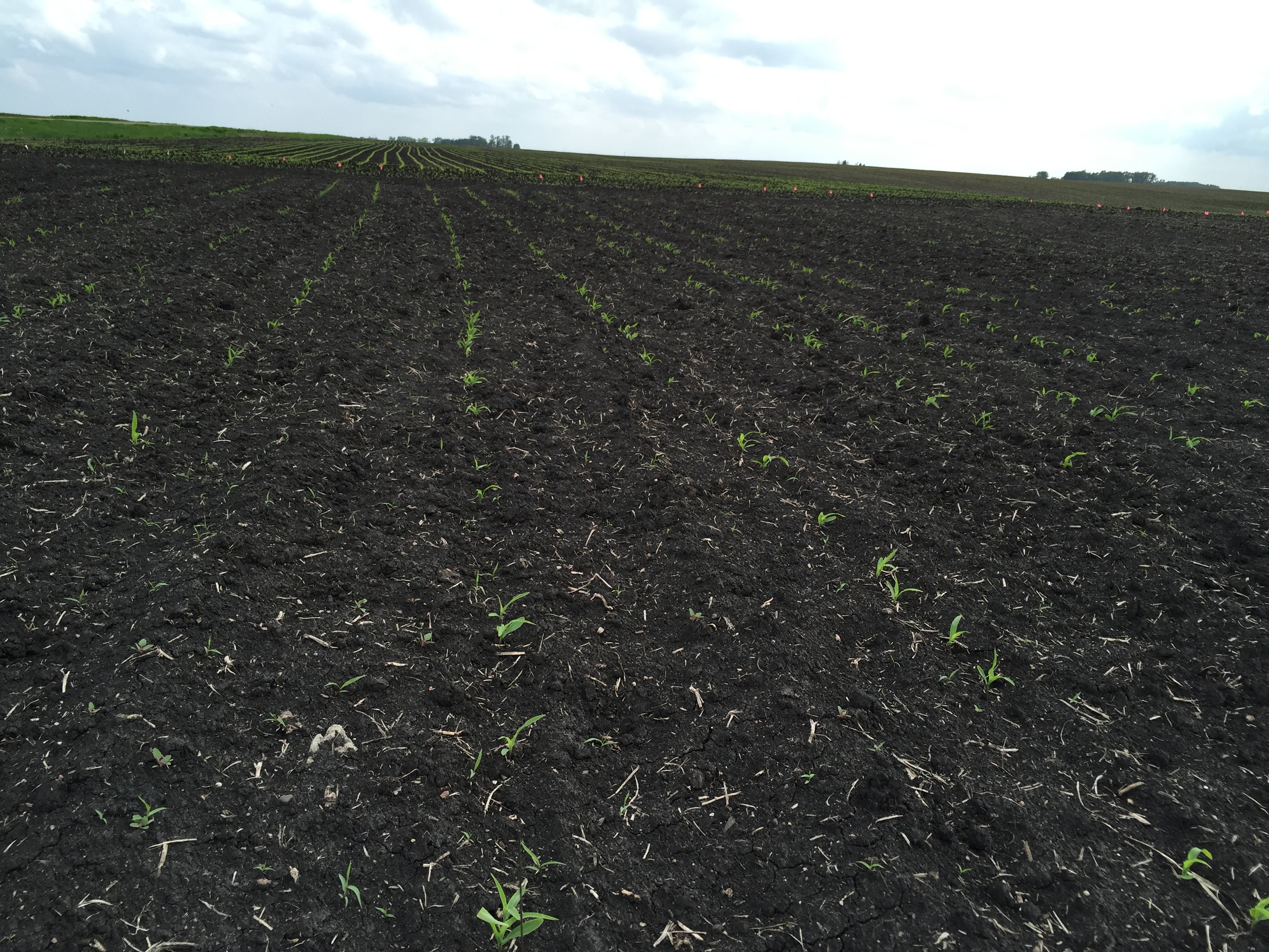  Sweet corn is coming in. It likes warmer weather better so it's always a bit slow to start. 