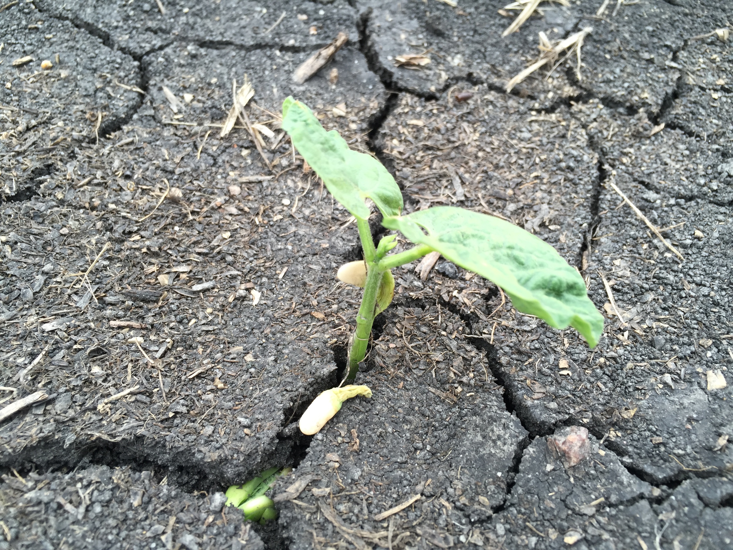  Green beans sprouting through the soil. 