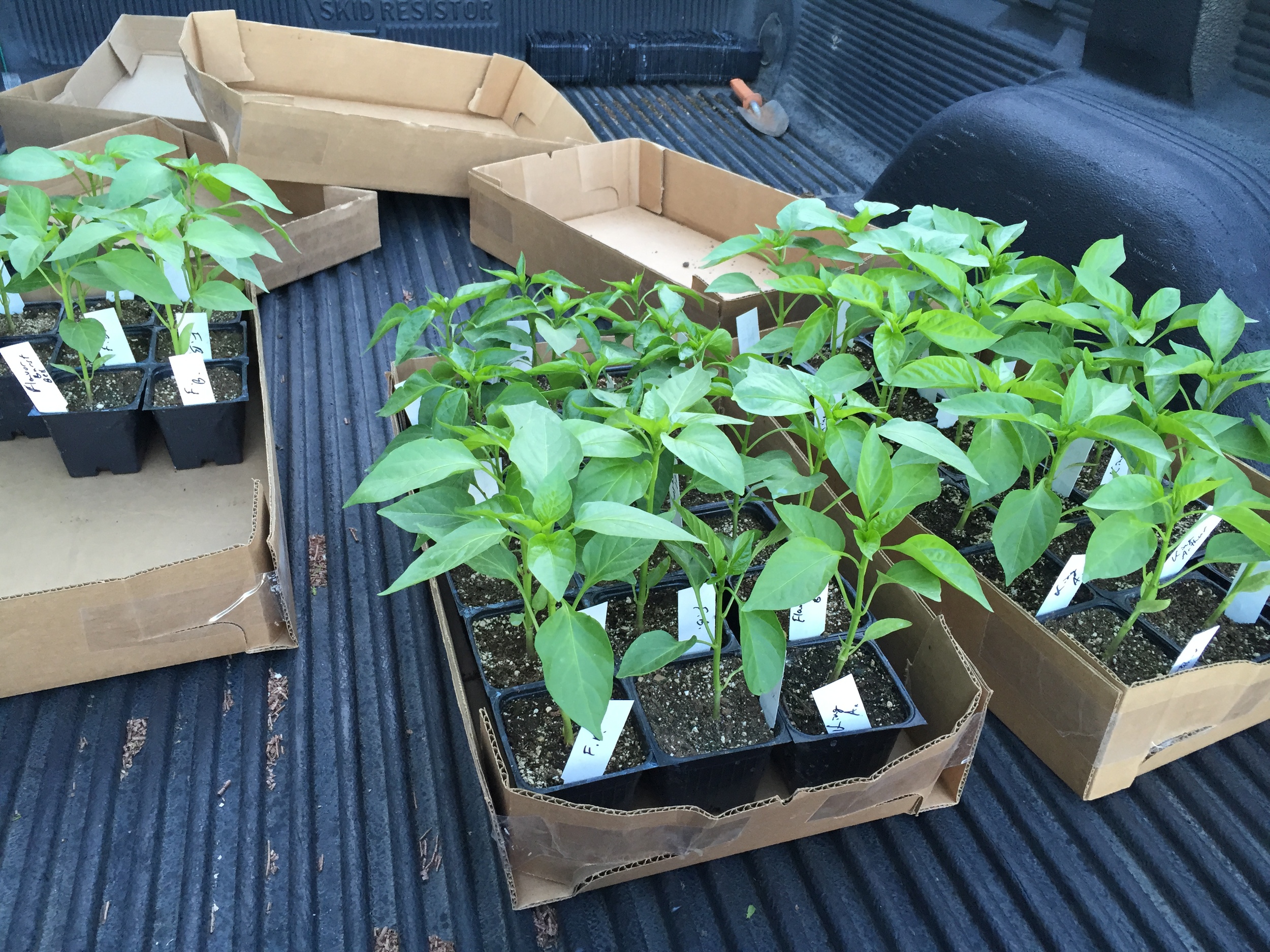  Peppers ready to be transplanted. 