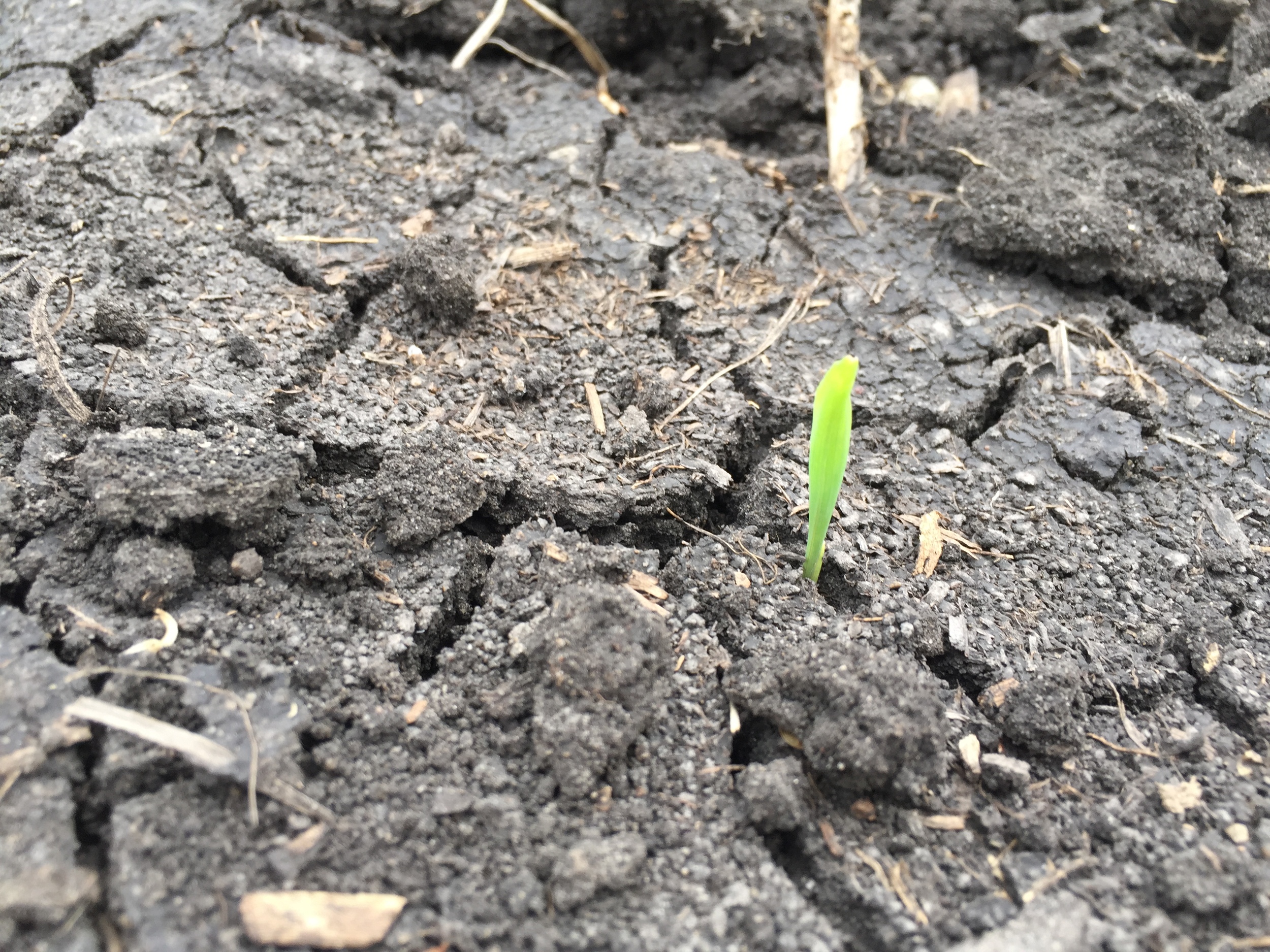  Baby corn that just sprouted 1-2 days ago. 