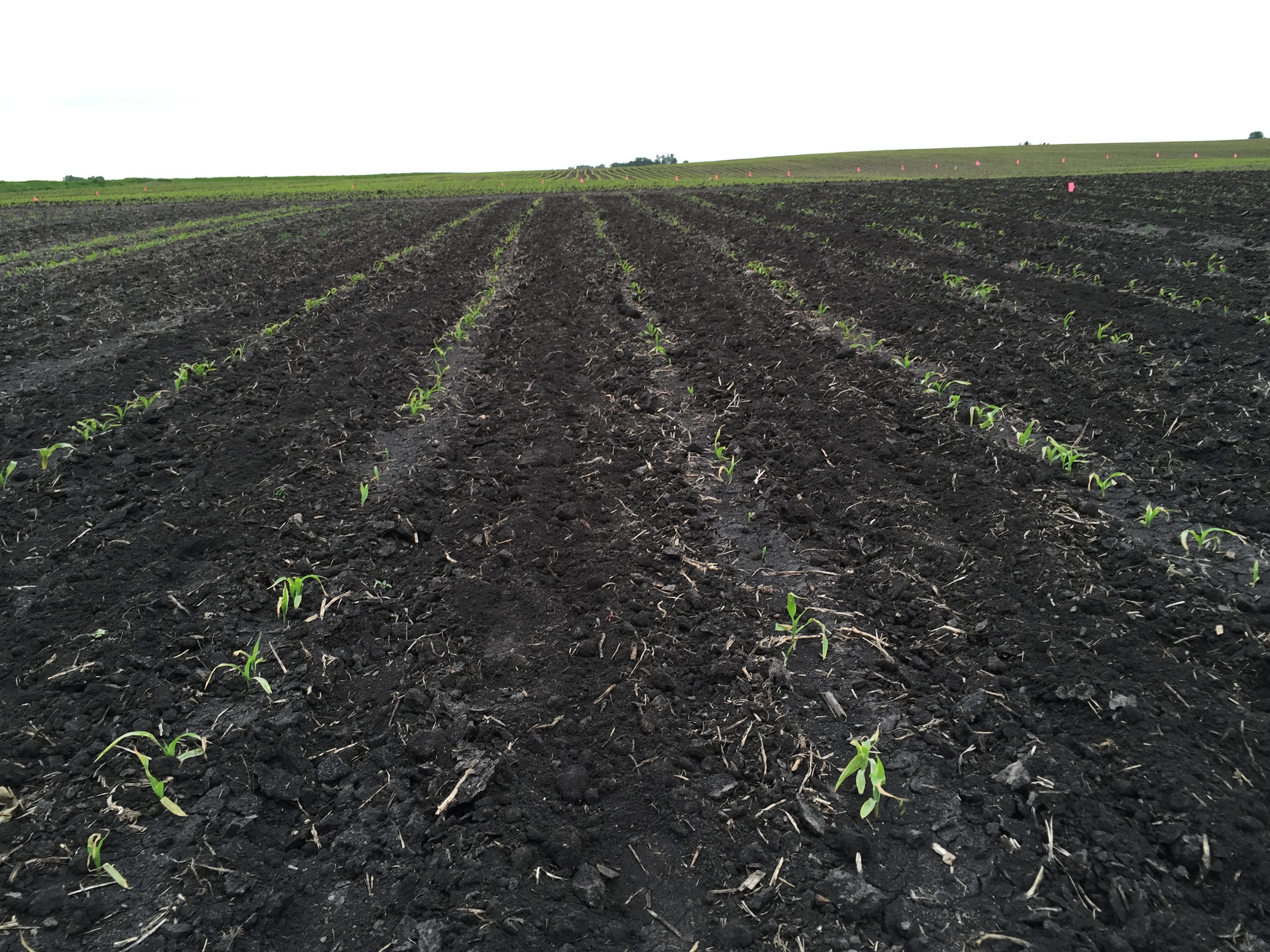  Sweet corn recovering from frost damage. 