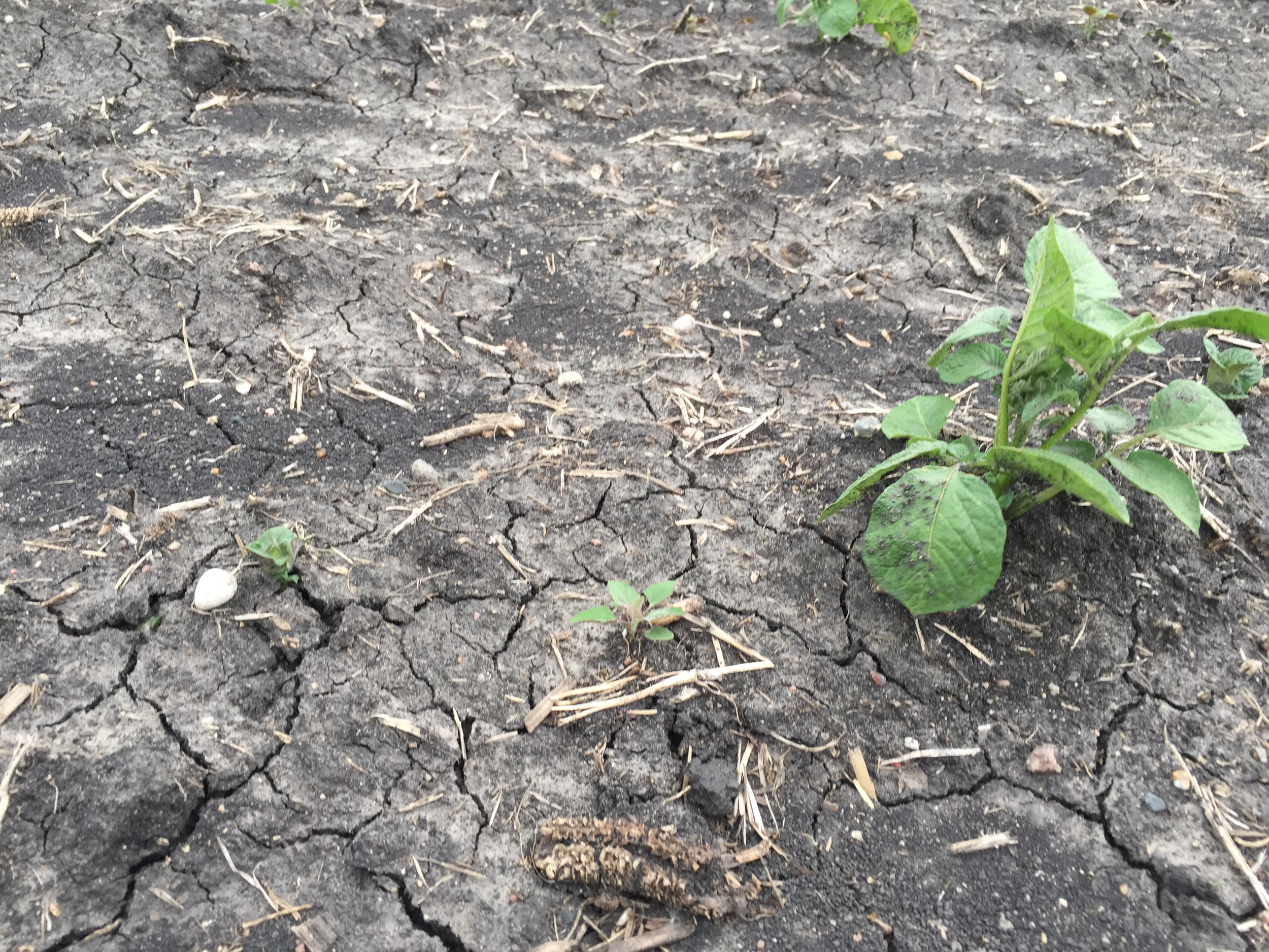  Sprouting potato left; 1-2 week old potato right. 