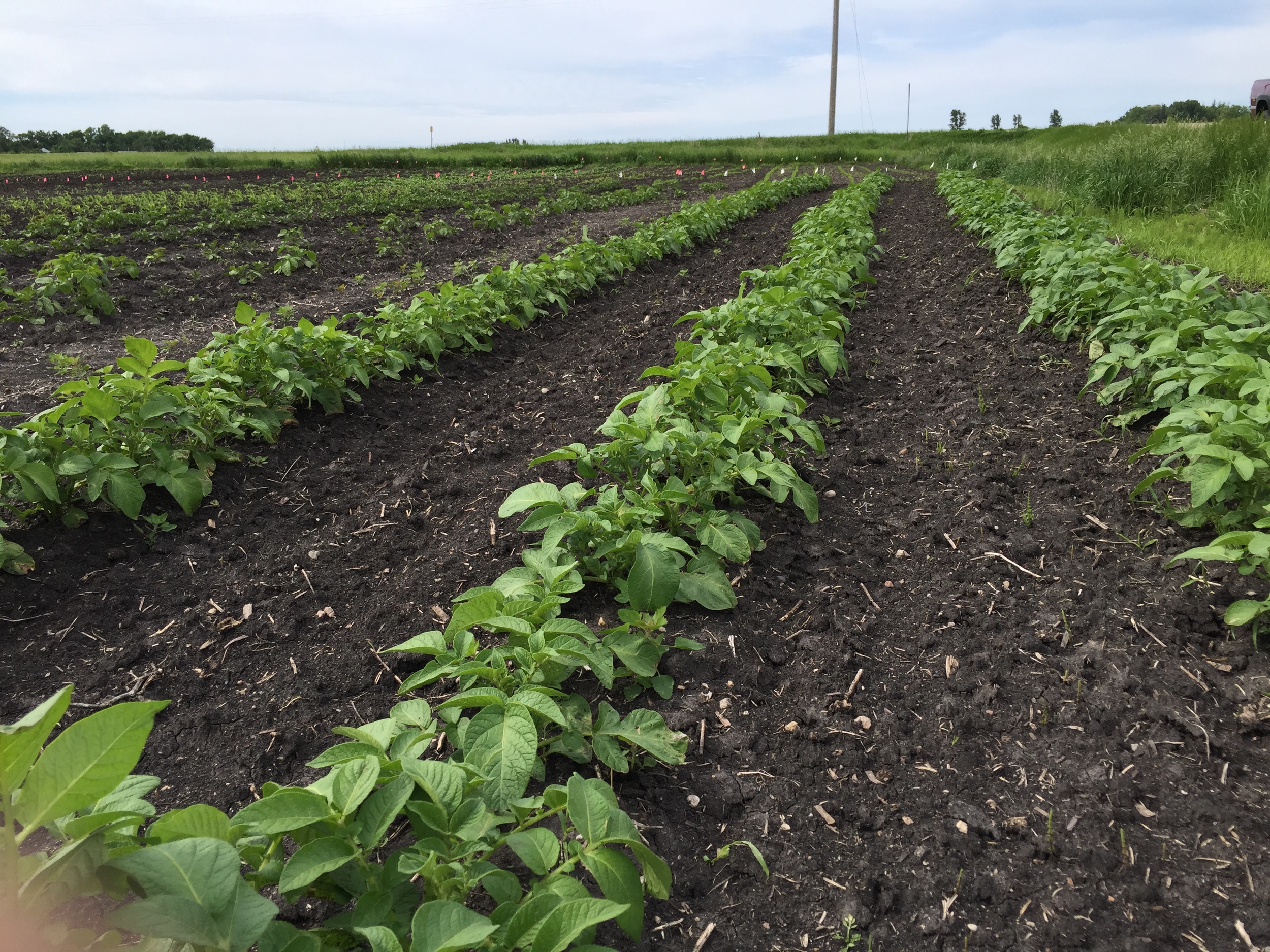  These potatoes look great! 