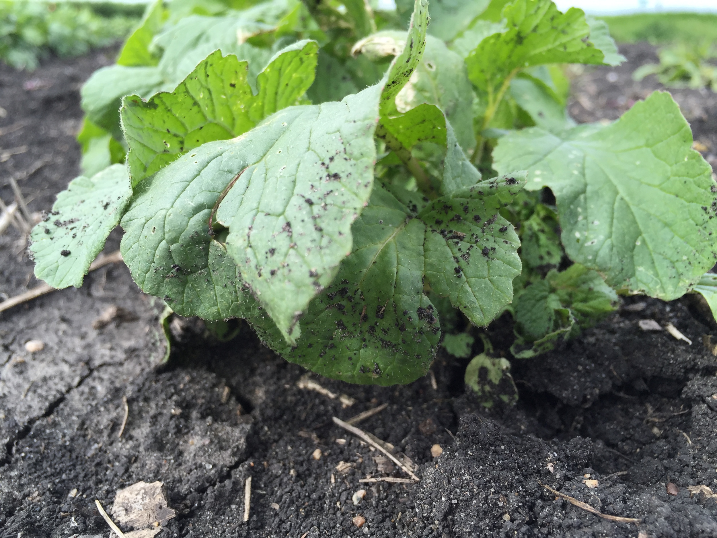  Radish closeup. 