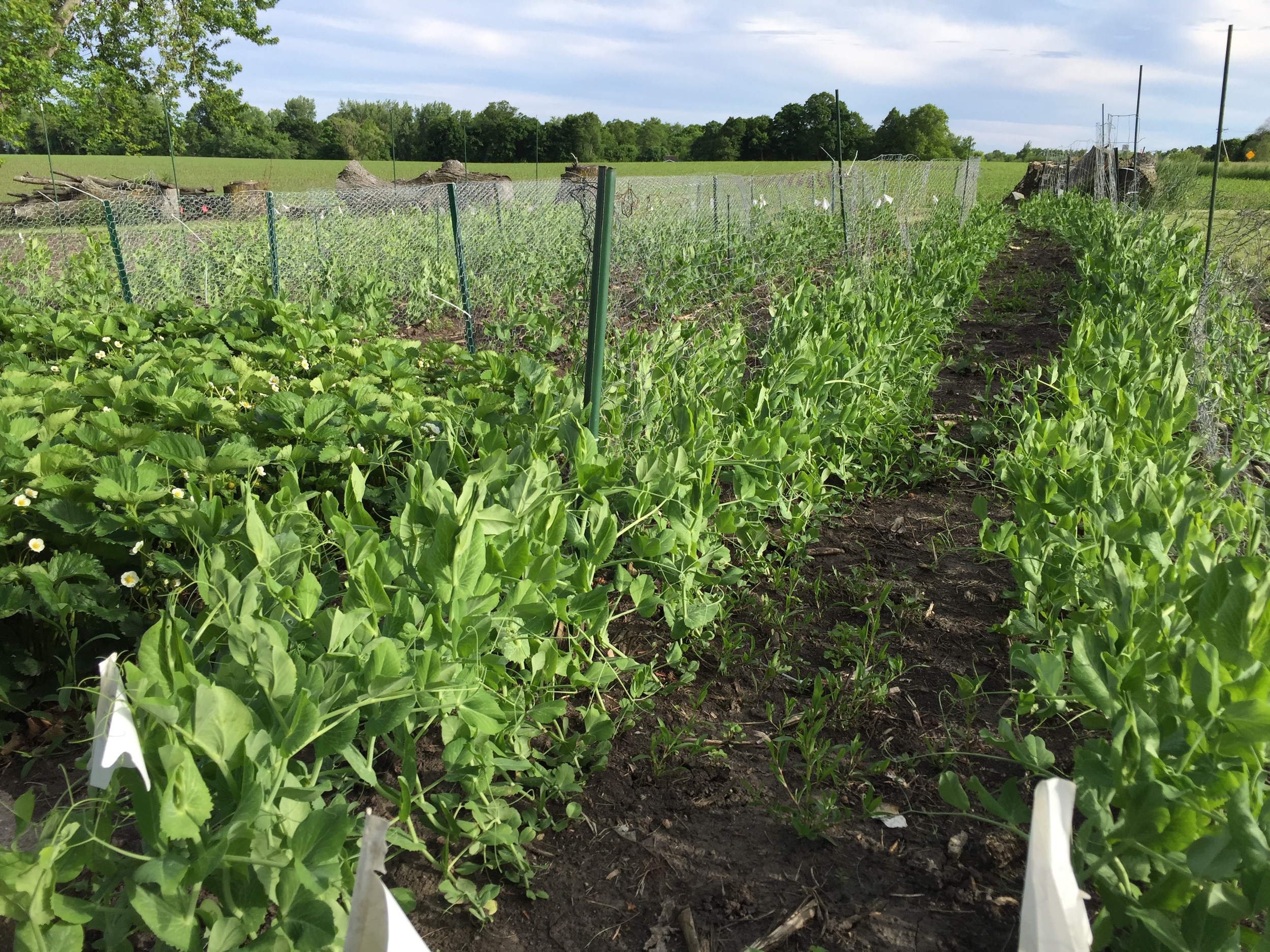  Peas latching onto their trellis. 