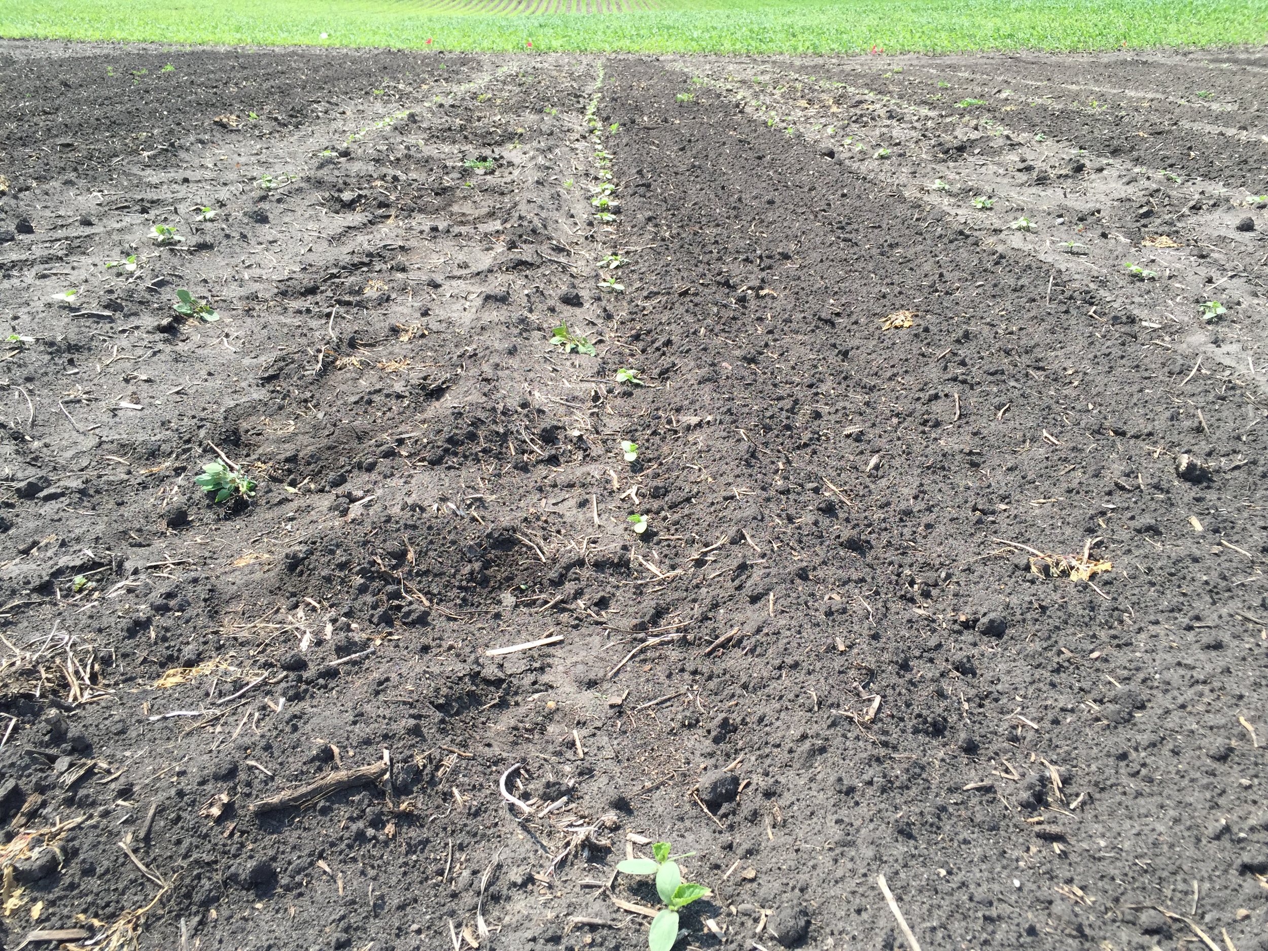  A row of cucumber. 