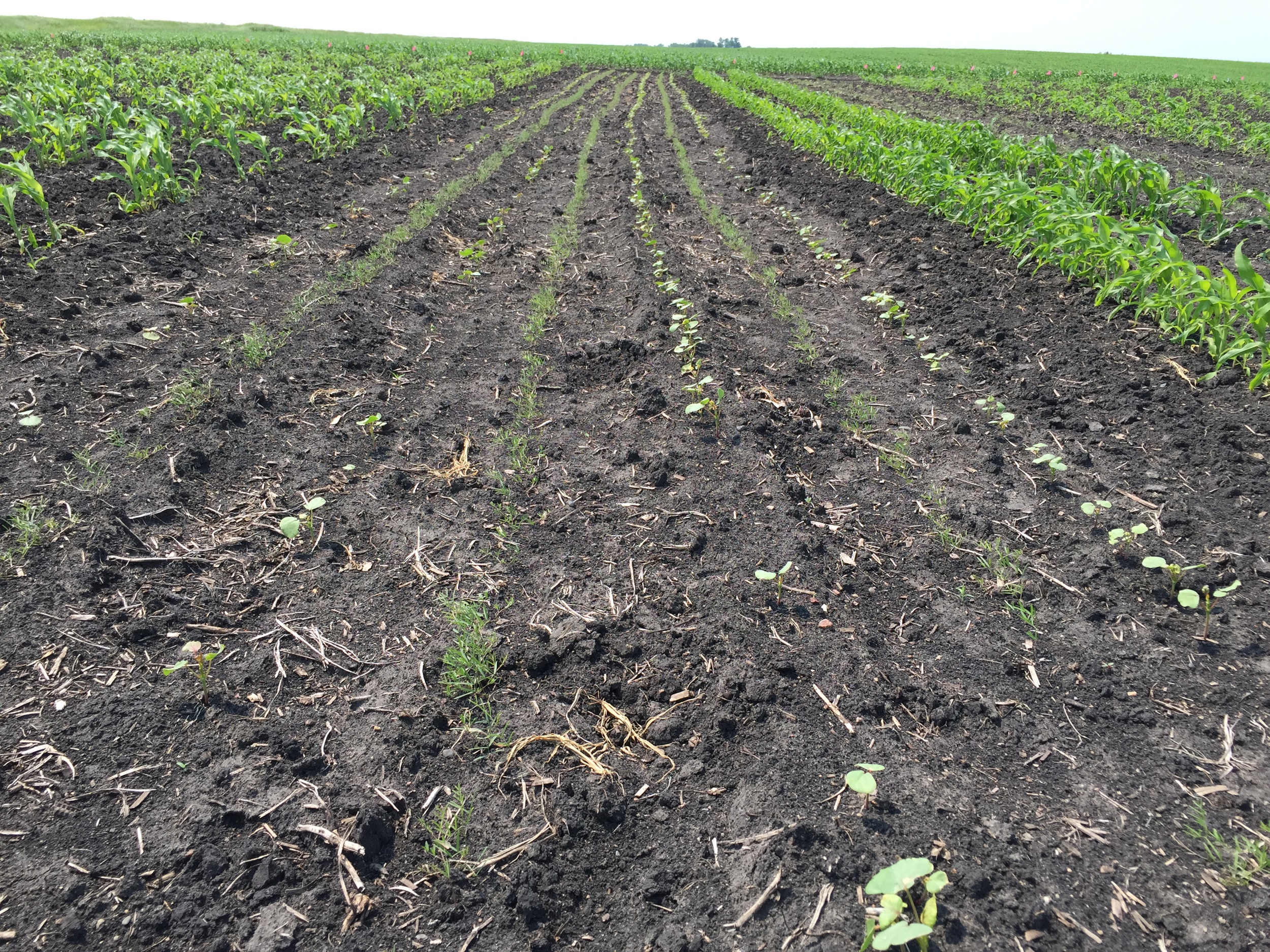  Alternating rows of hairy vetch and buckwheat. 