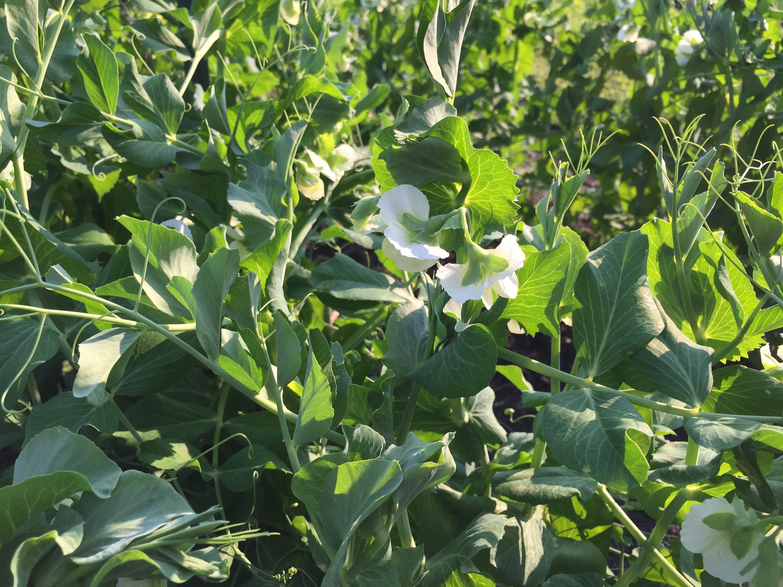  The peas are blooming, 3 weeks until pods are ready. 