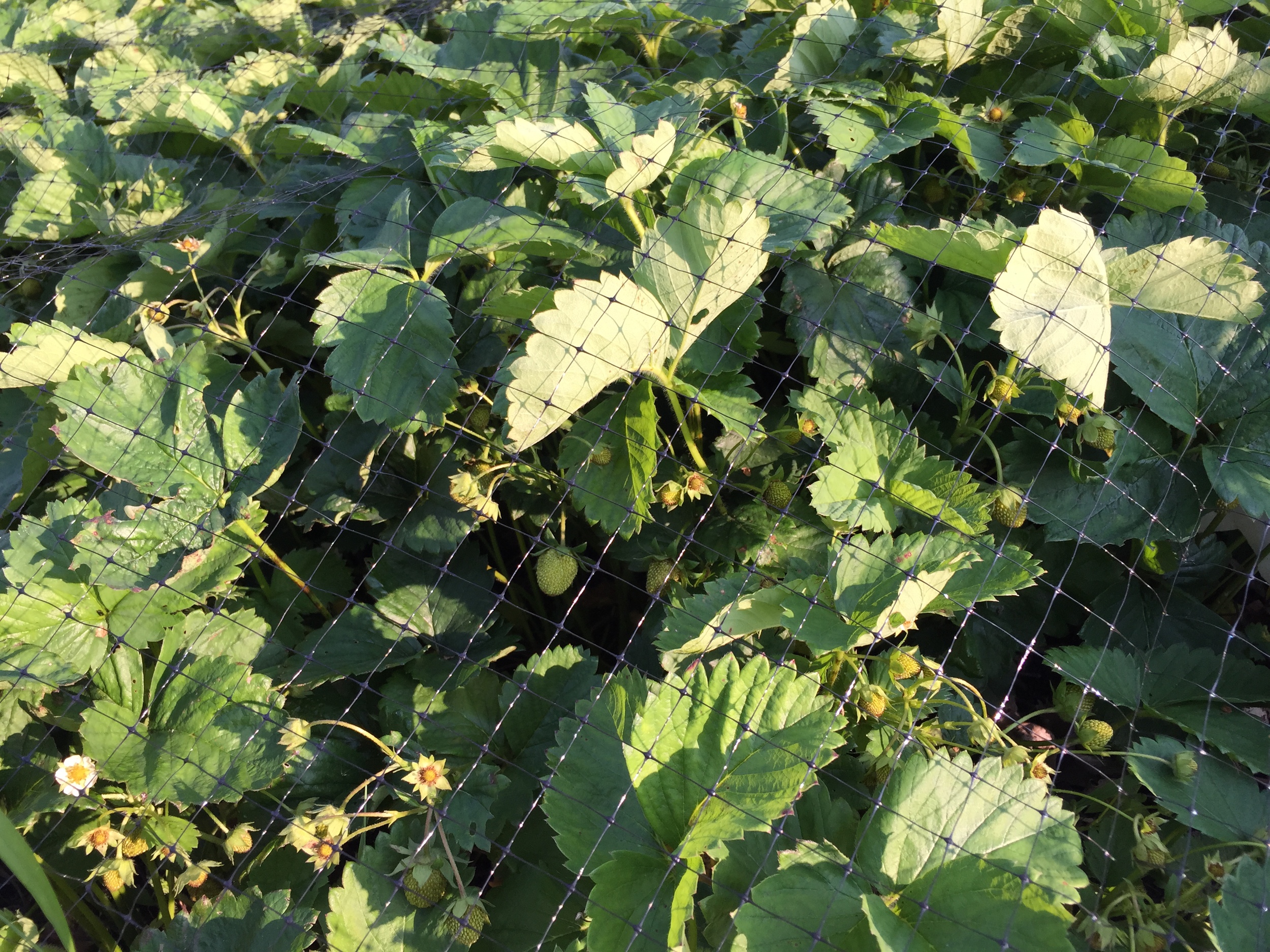  Strawberry net in place to prevent bird attacks. 