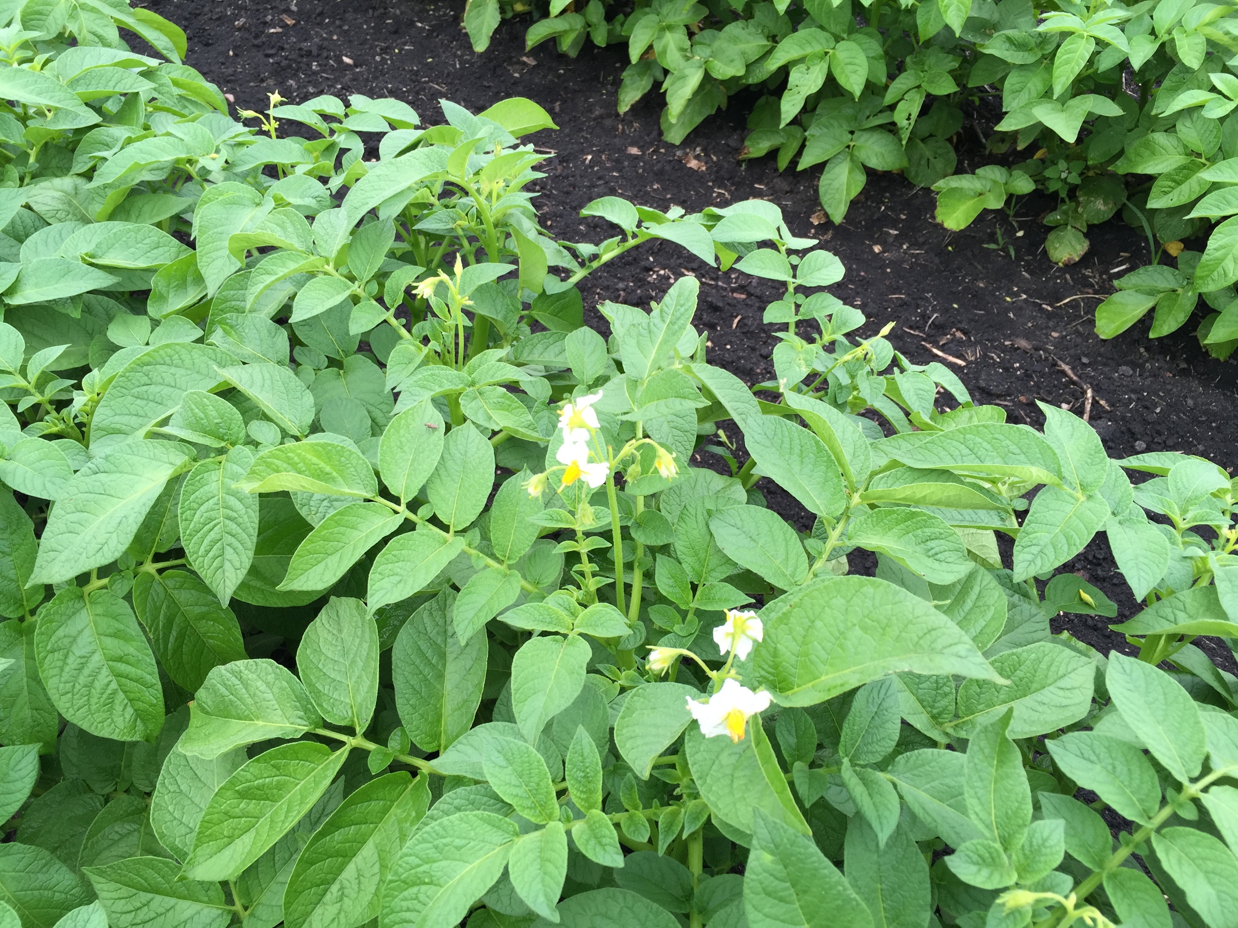  Potato blossoms 