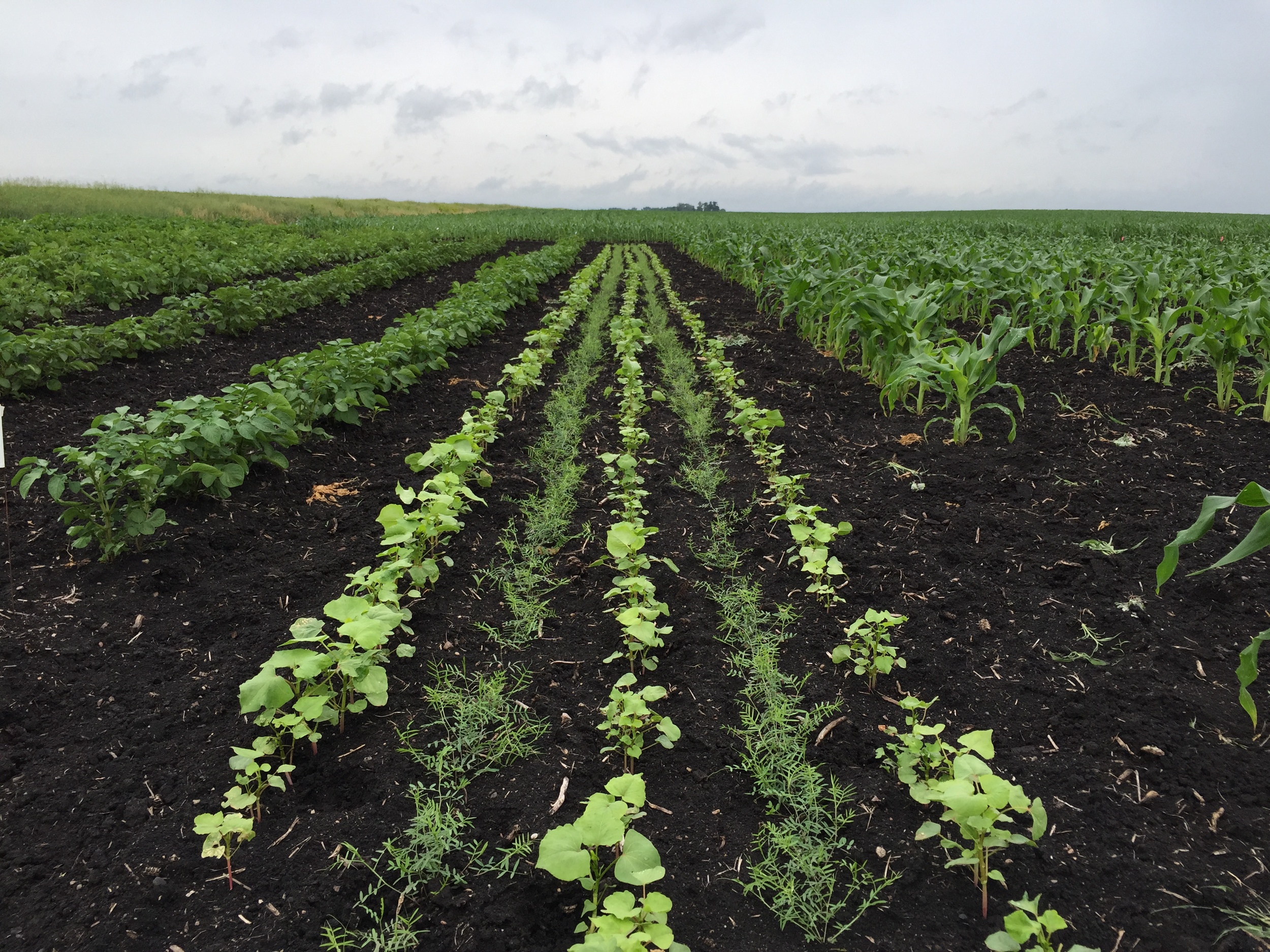  Cover crops: hairy vetch (darker green and stringy) and buckwheat (lighter with broad leaves). 