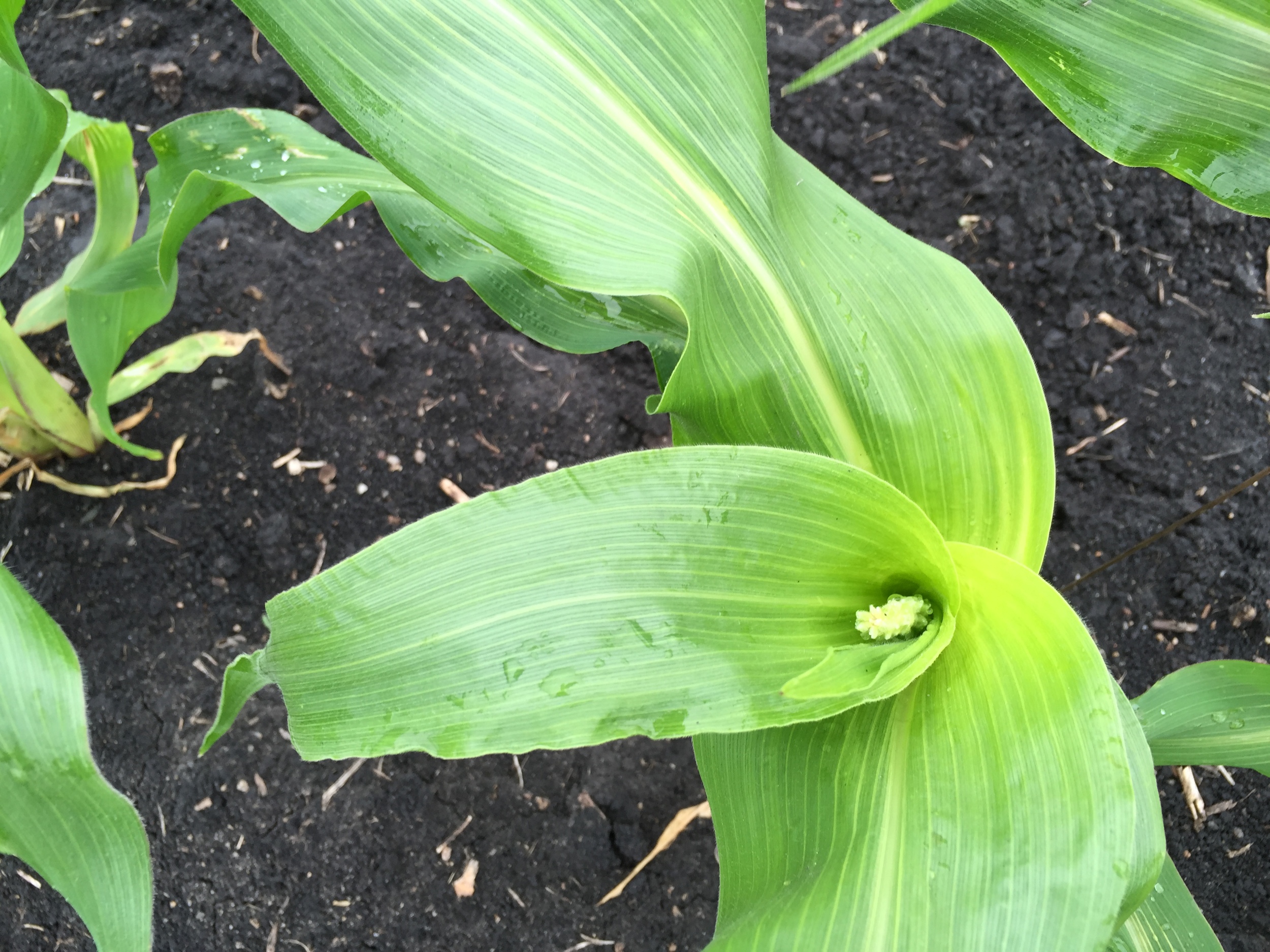  The first sweet corn tassle! 