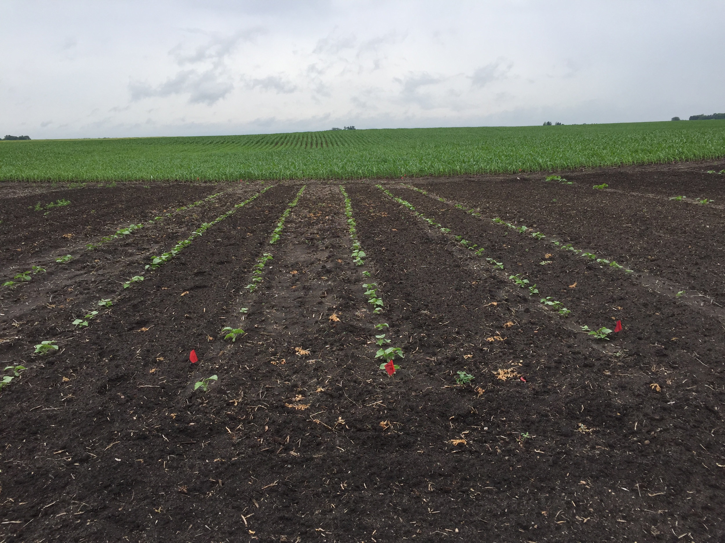  Cucumber rows. 