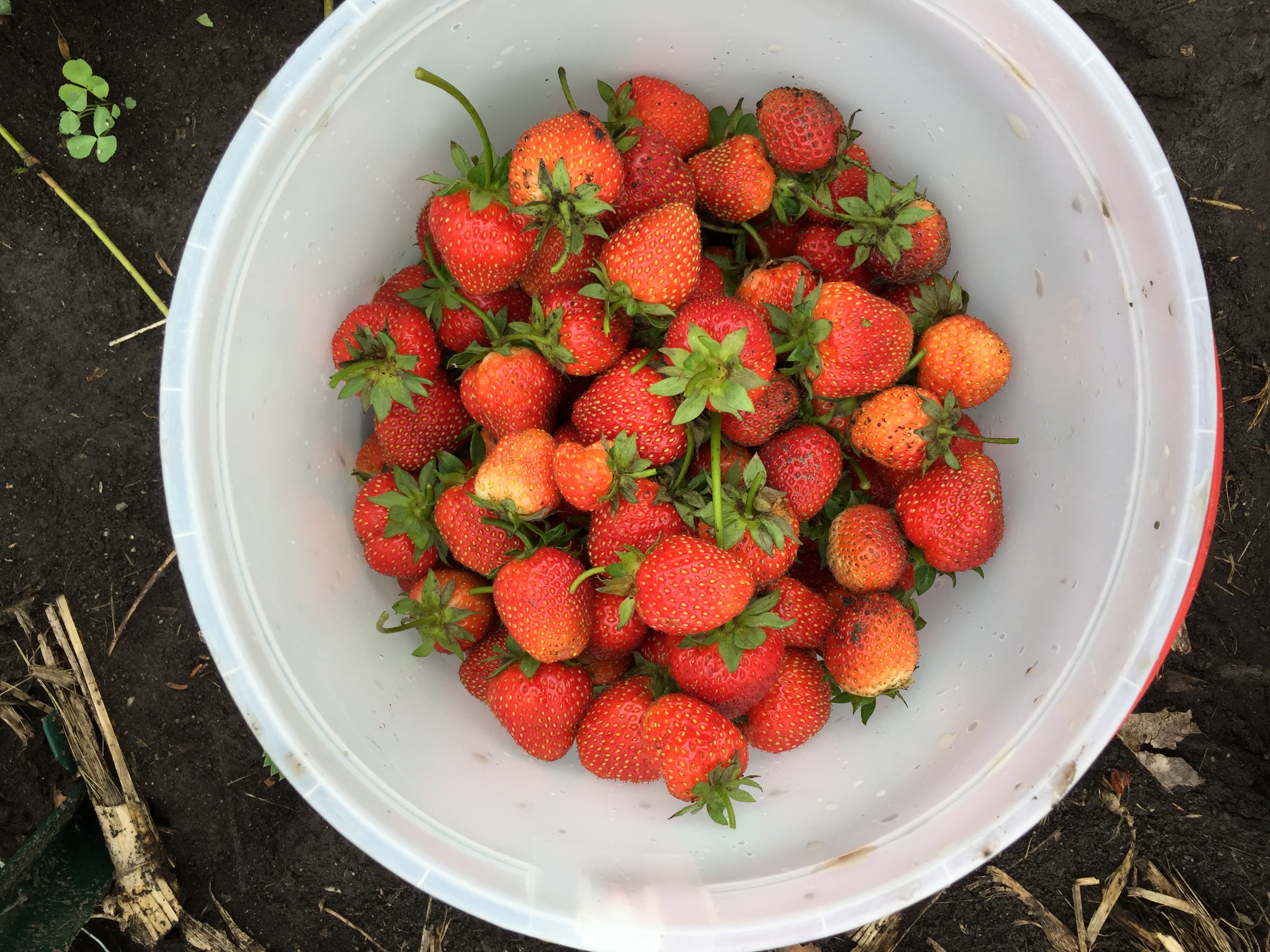  Strawberries! 