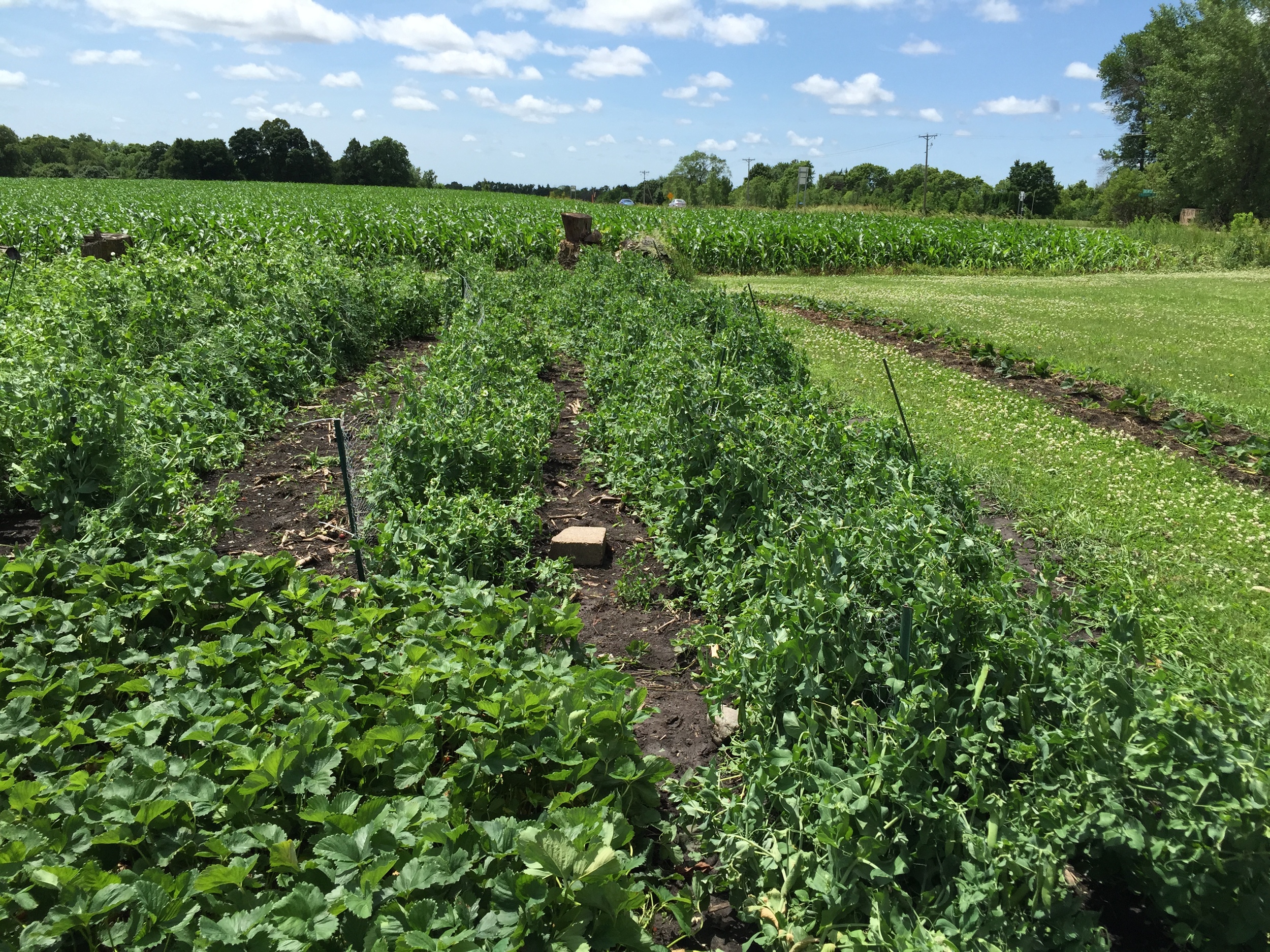  The wind bent over my pea trellis too. :-/ 