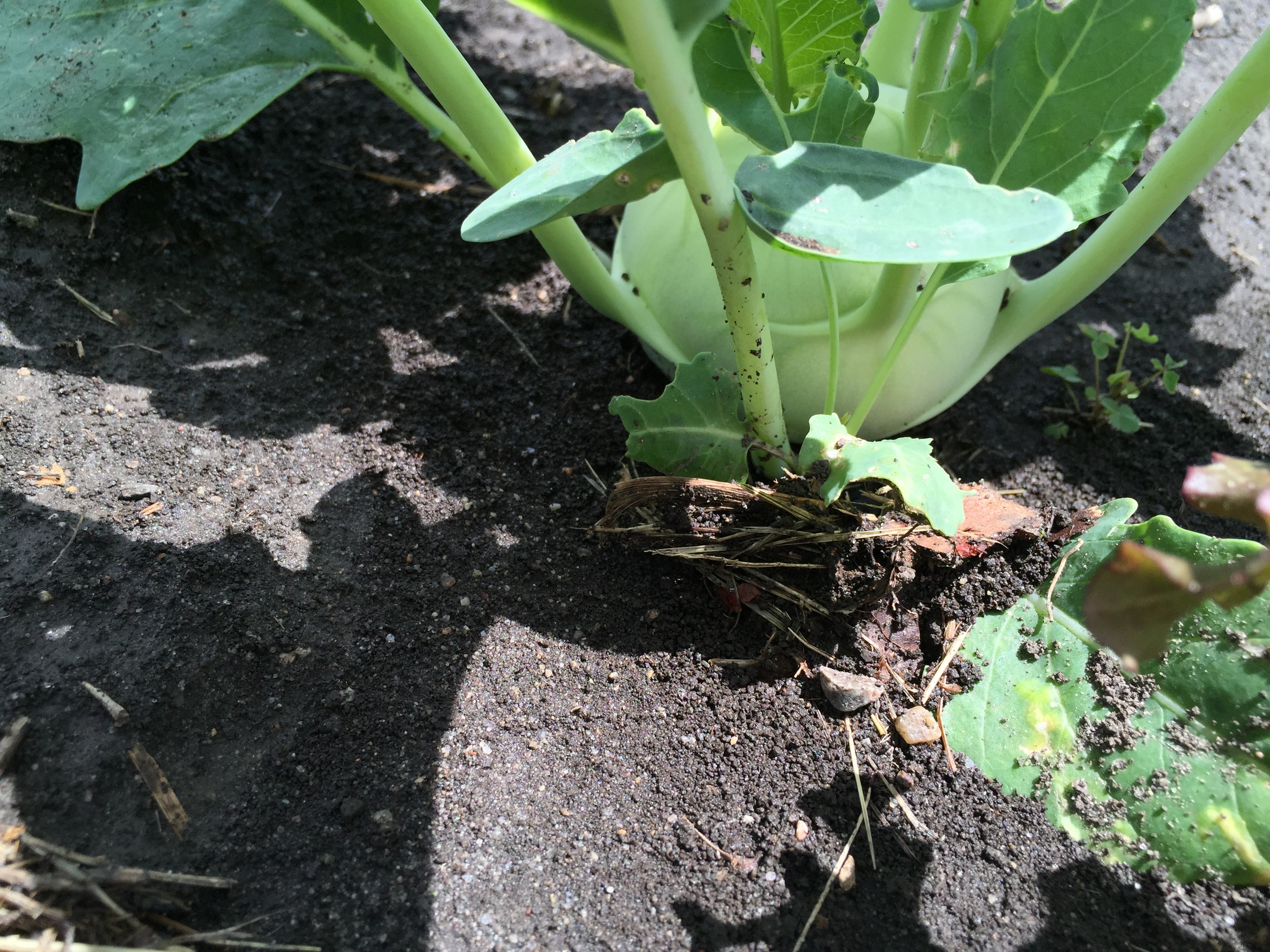  Kohlrabi ready for picking! 