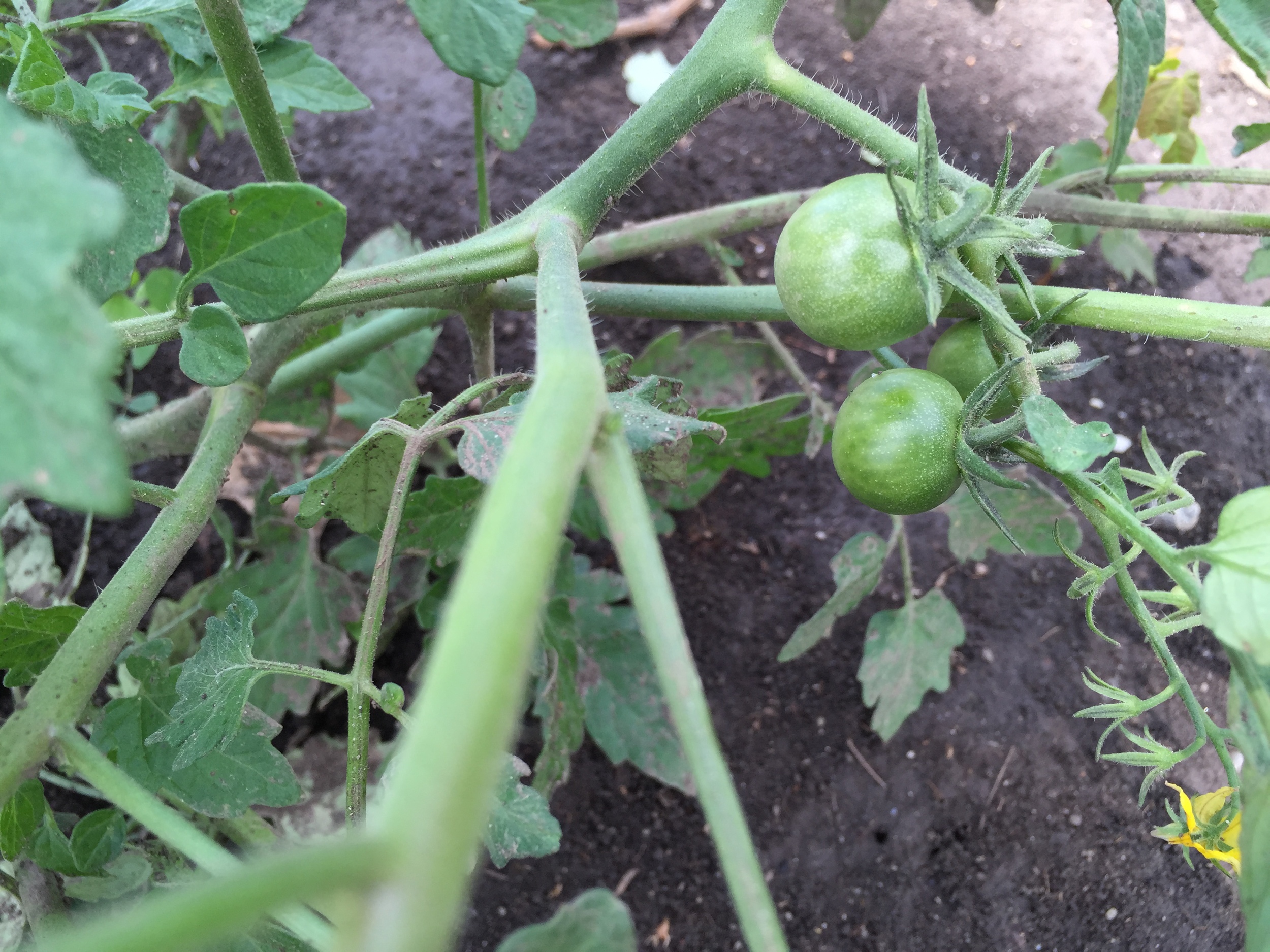  Baby tomatoes! 