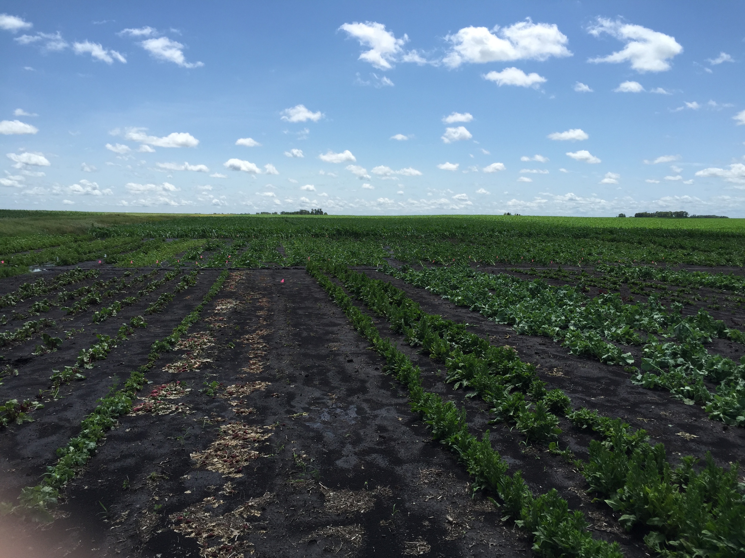  A shot of some very soggy, and very flat corn. 