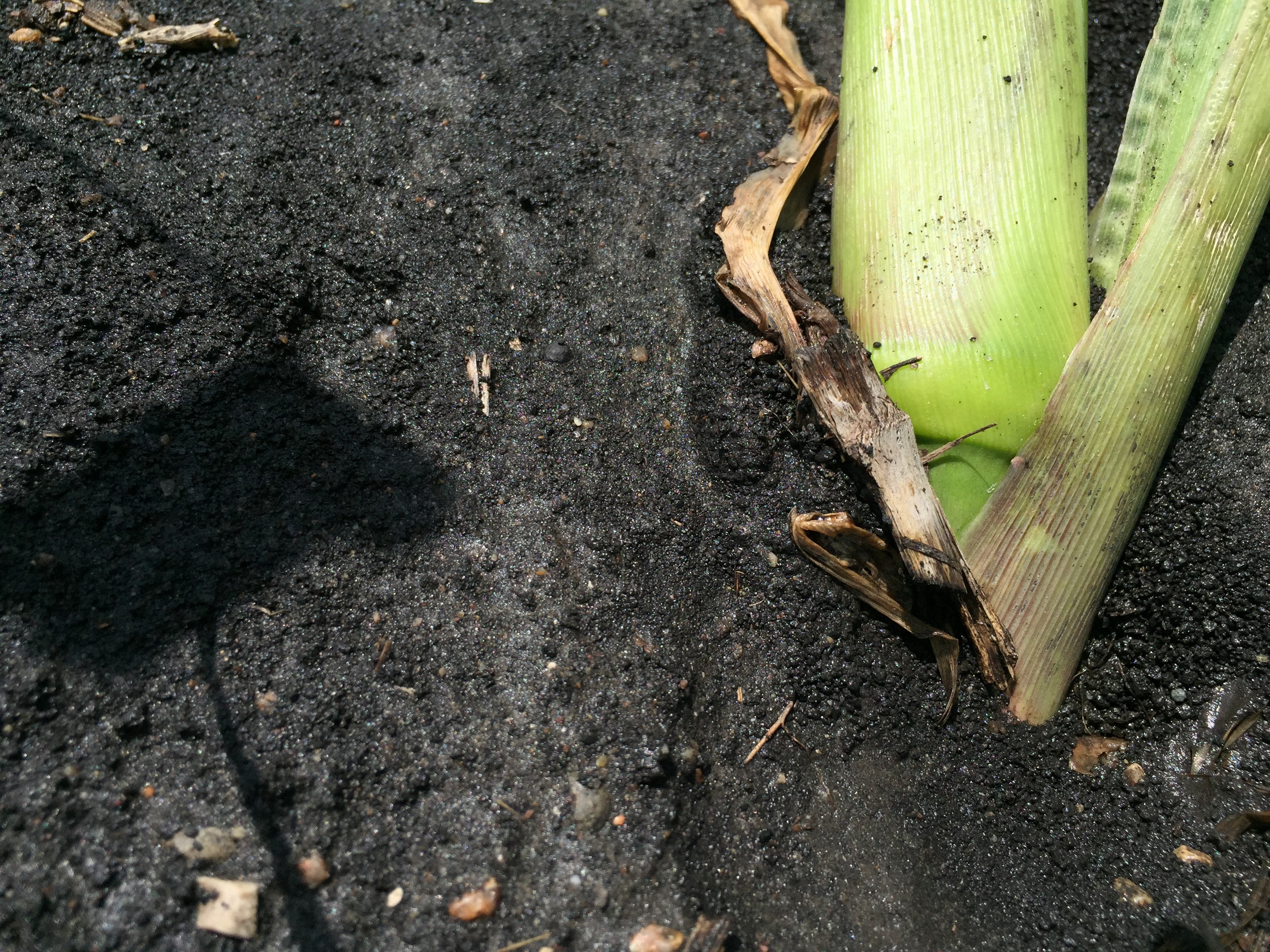  Closeup of the base of a sweet corn plant. 