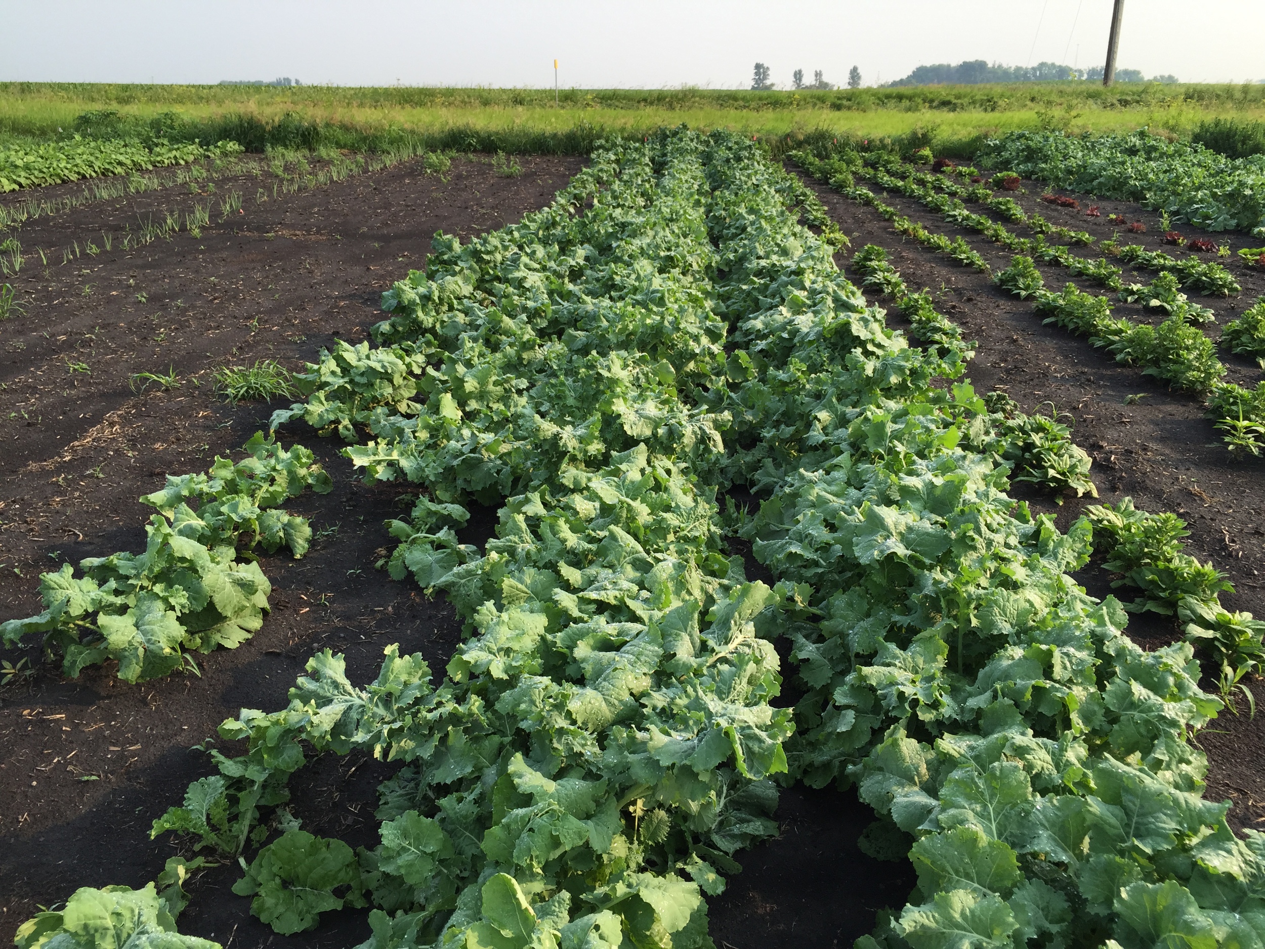  Rows of kale. 