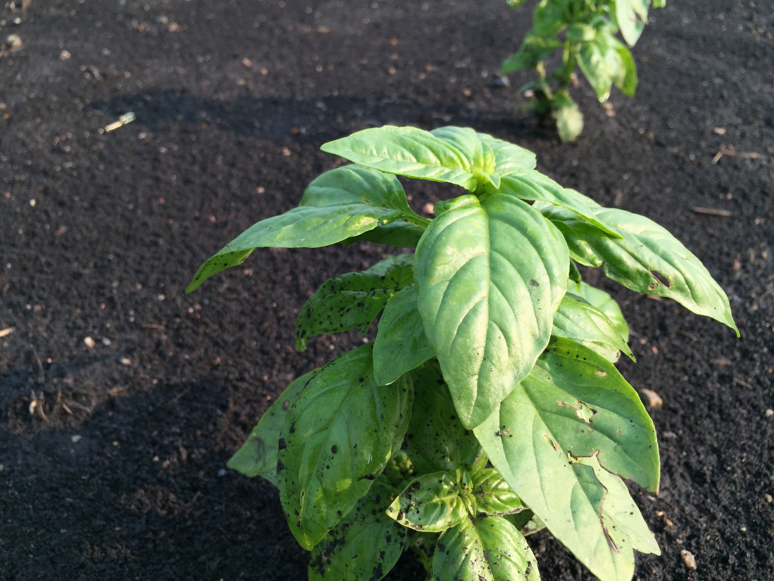  Basil has nice color to it. 