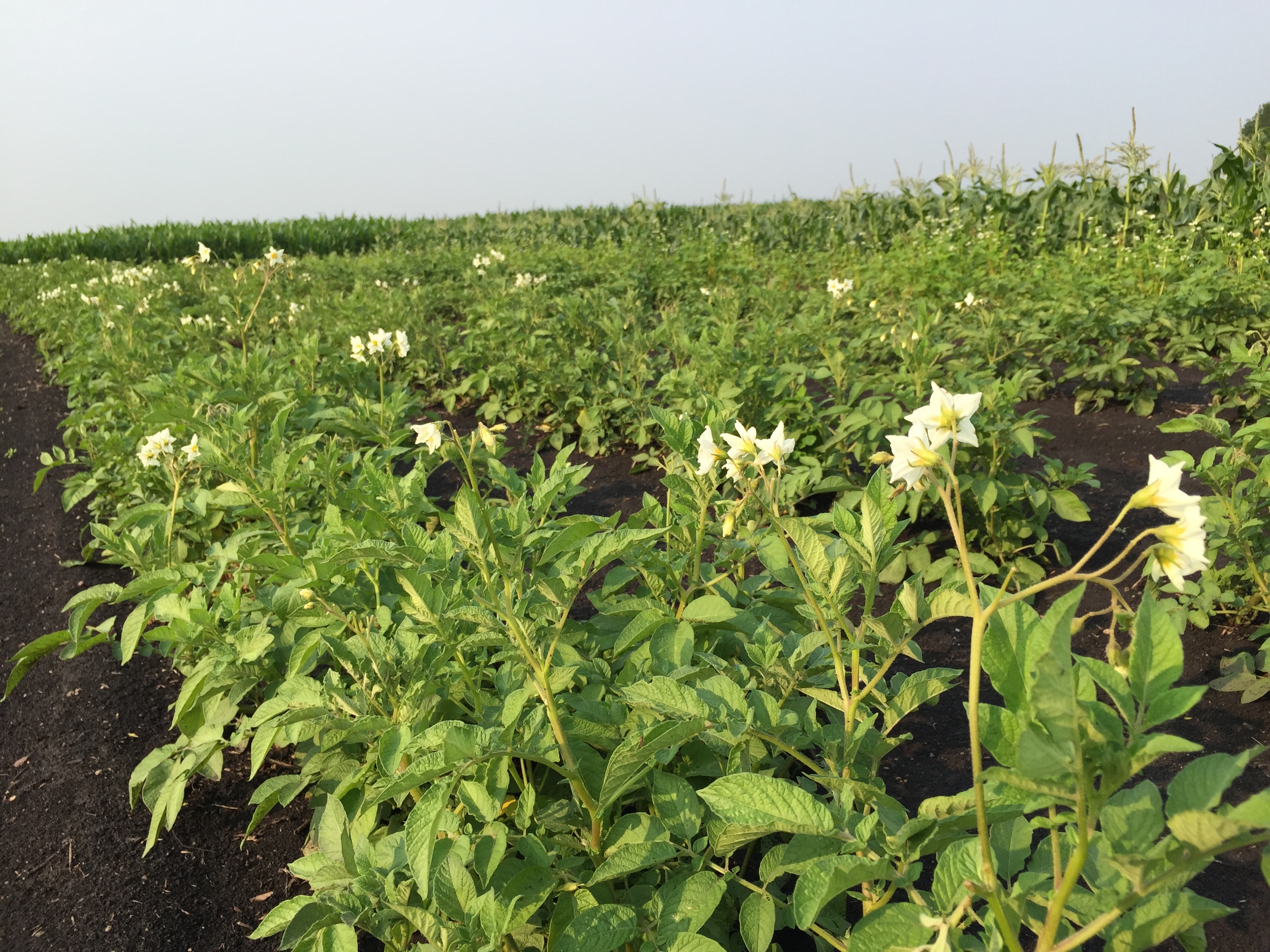  Potatoes flowering. 