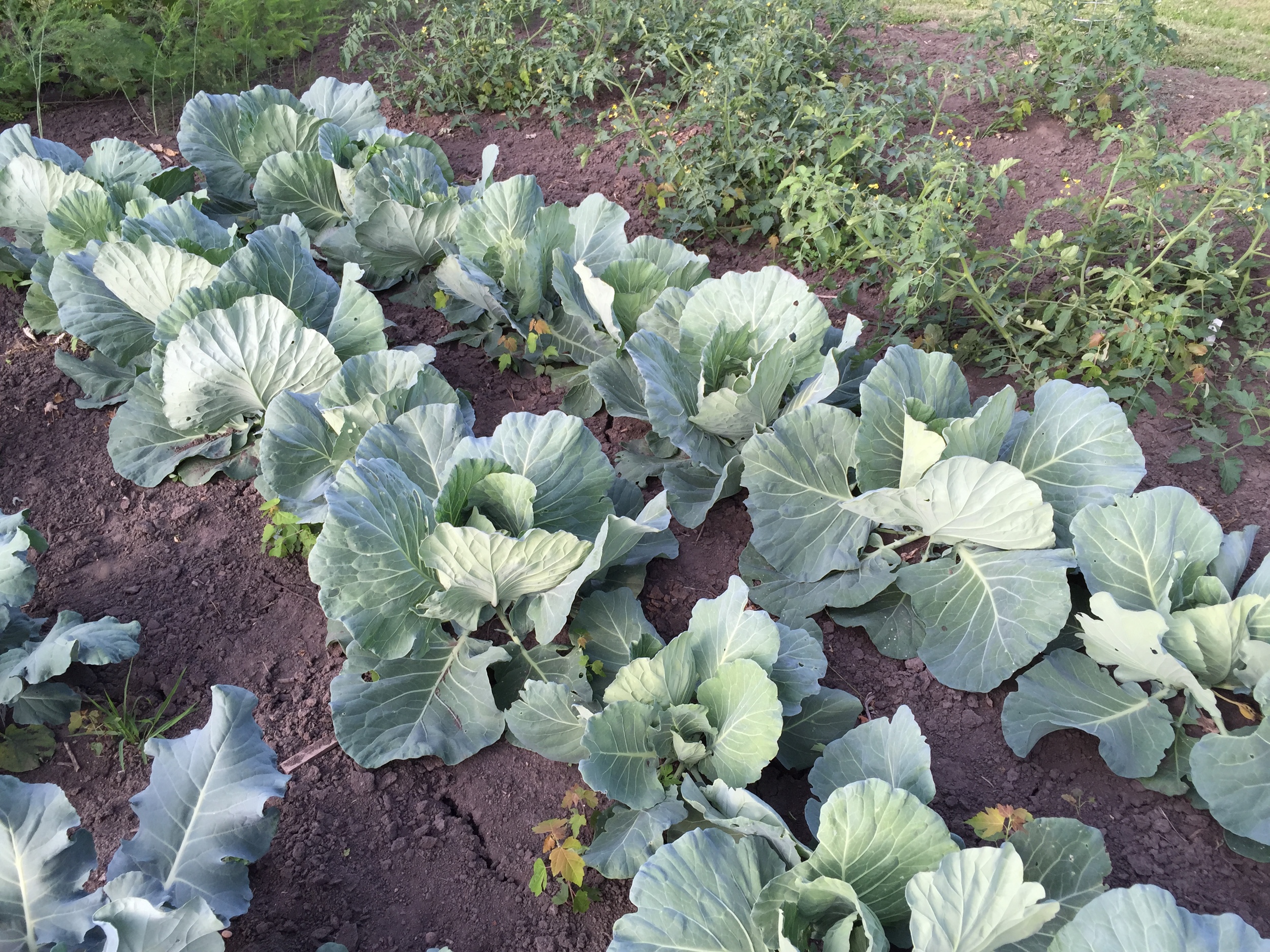  Cabbages looking good. 