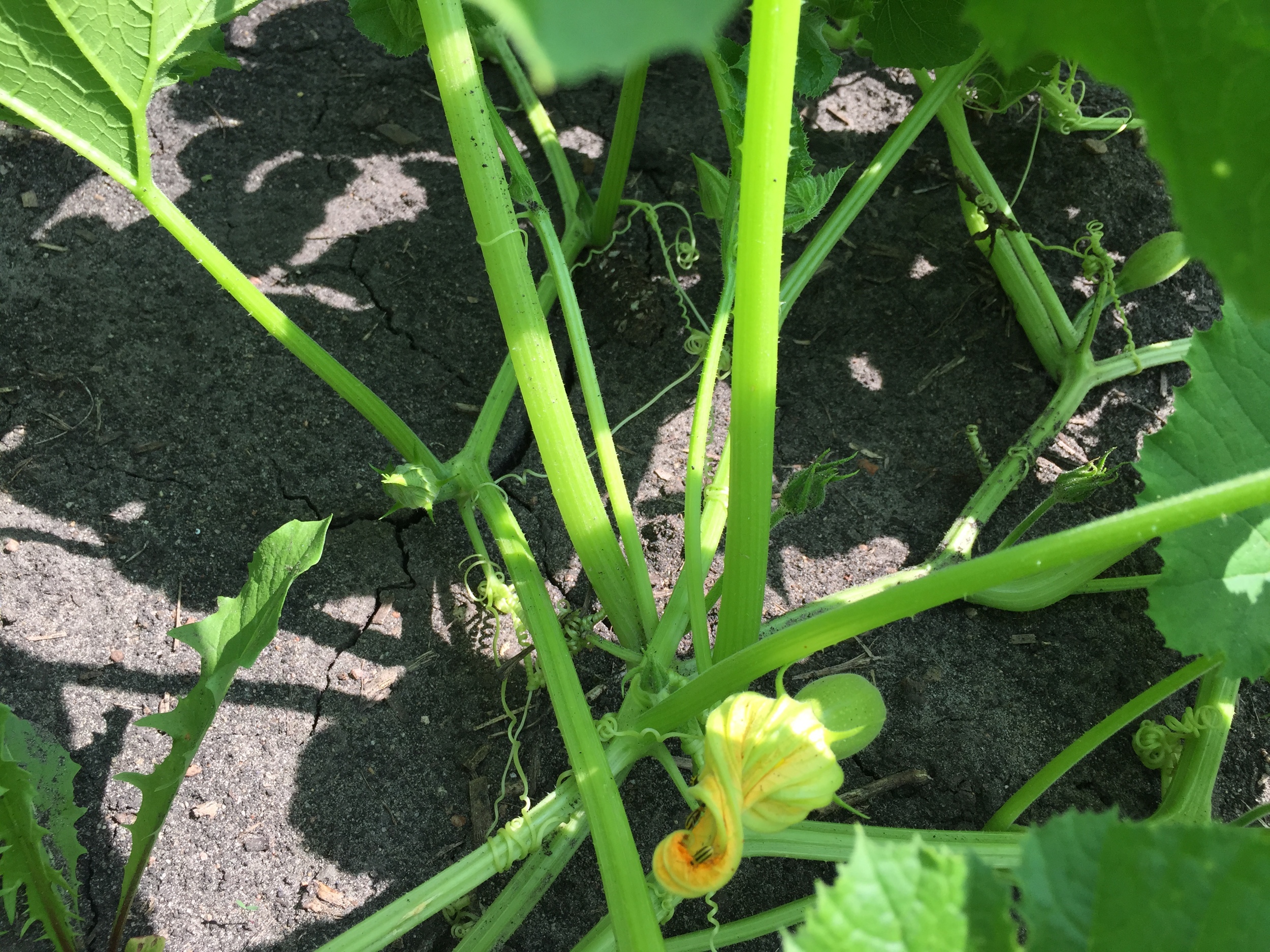  Summer squash 