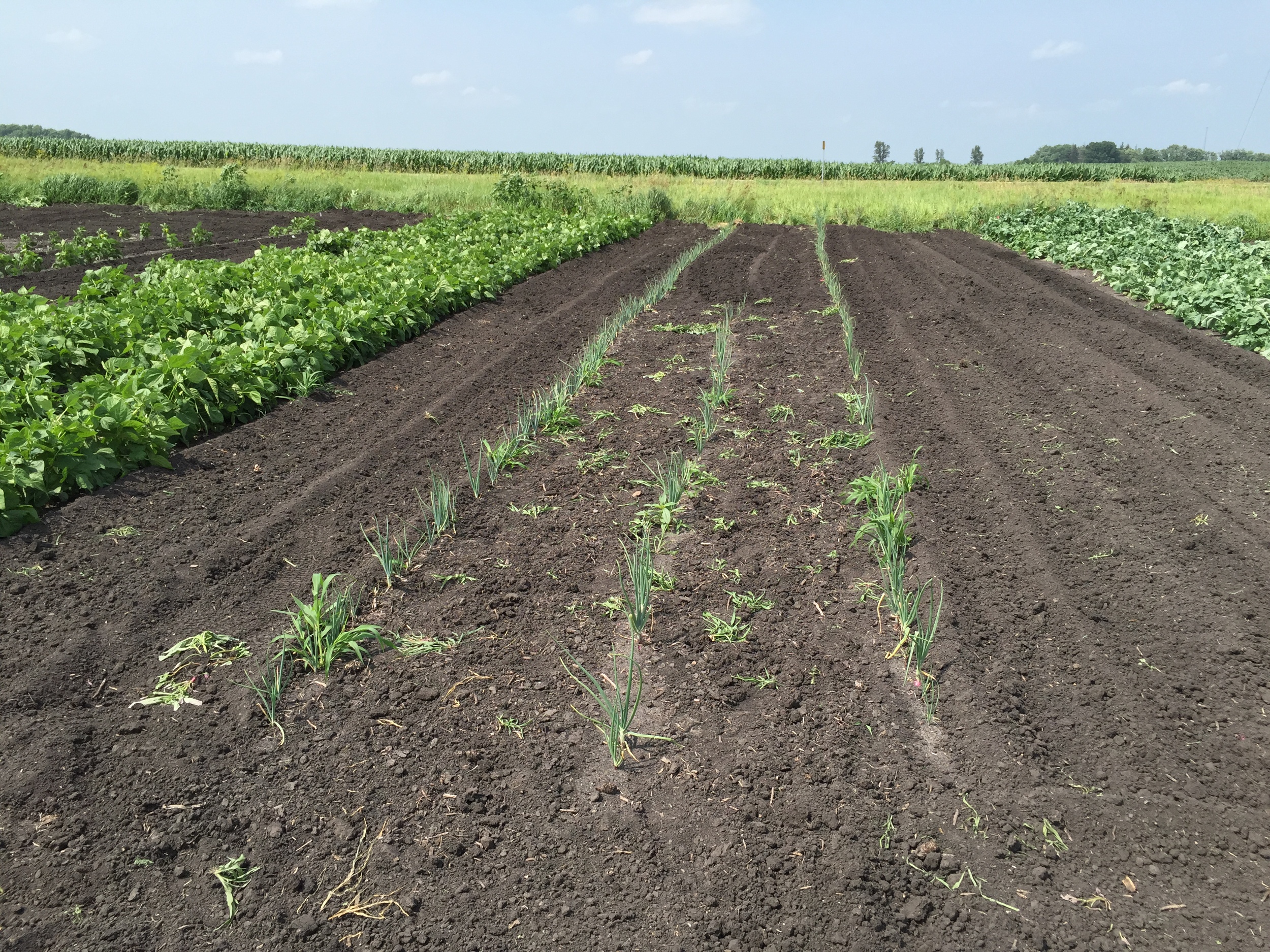  Onions are really struggling this year. Too much rain I think. 