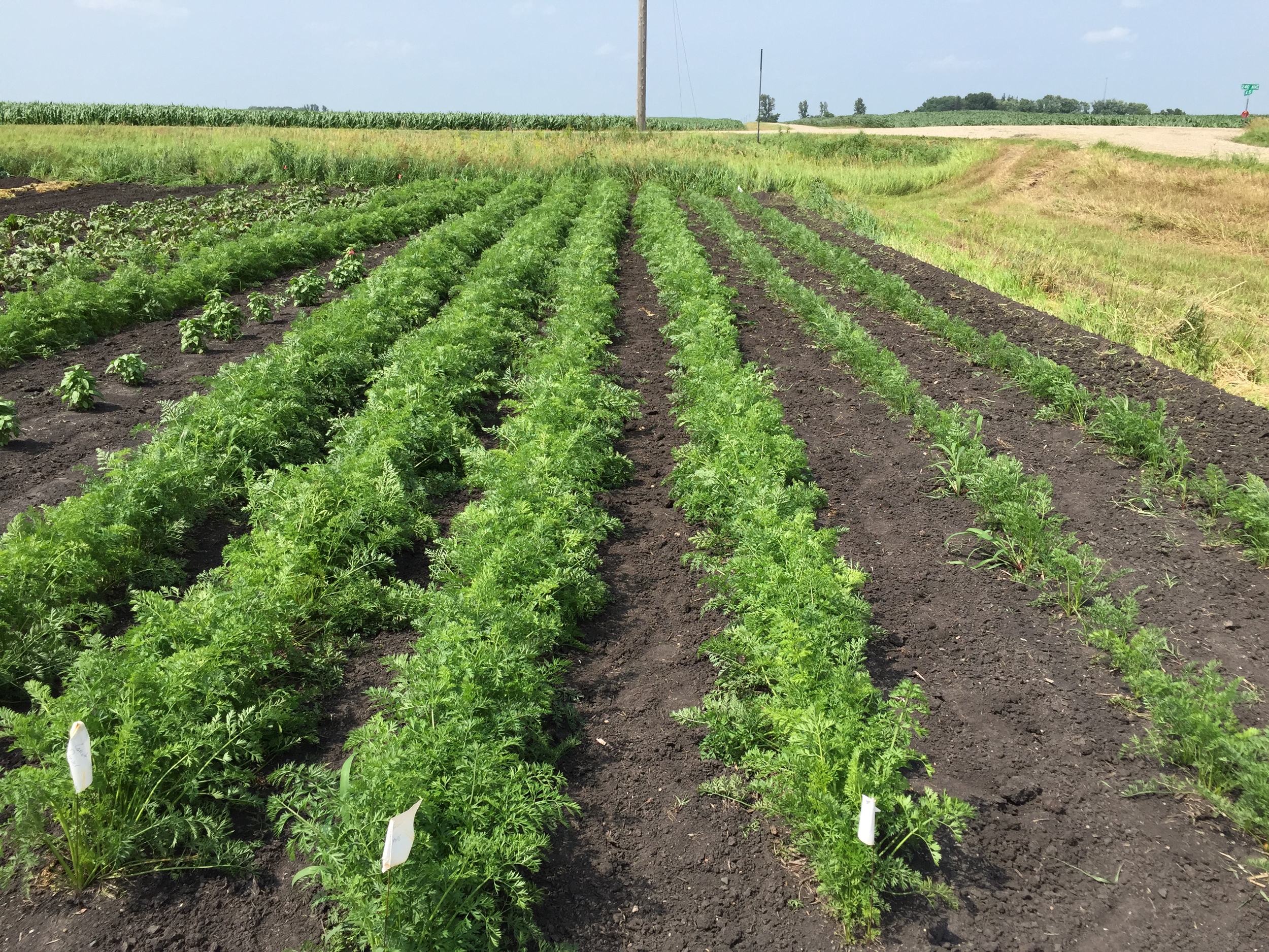  Carrots are also looking really good. 