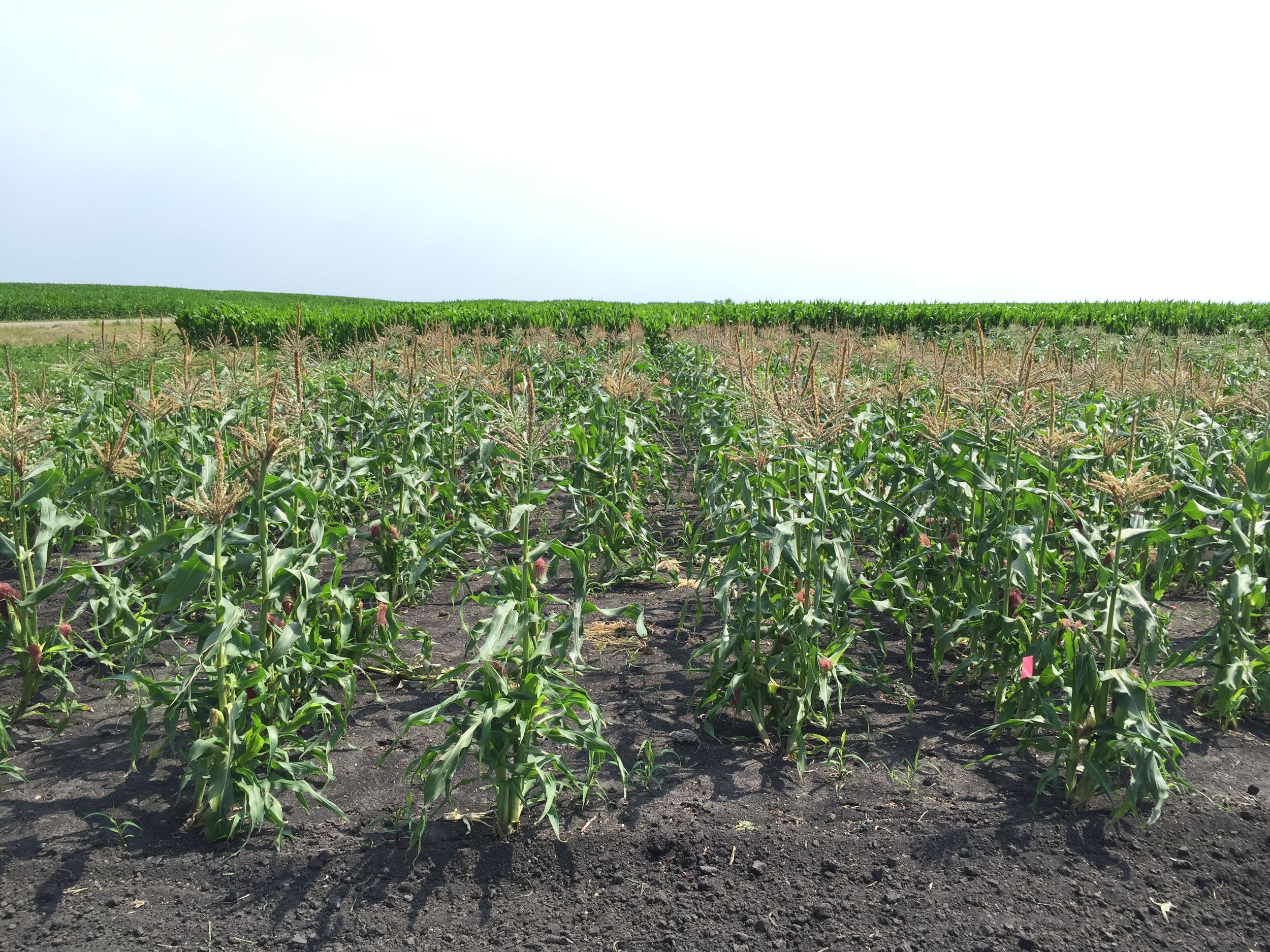  Sweet corn. Soon to be ripe! 