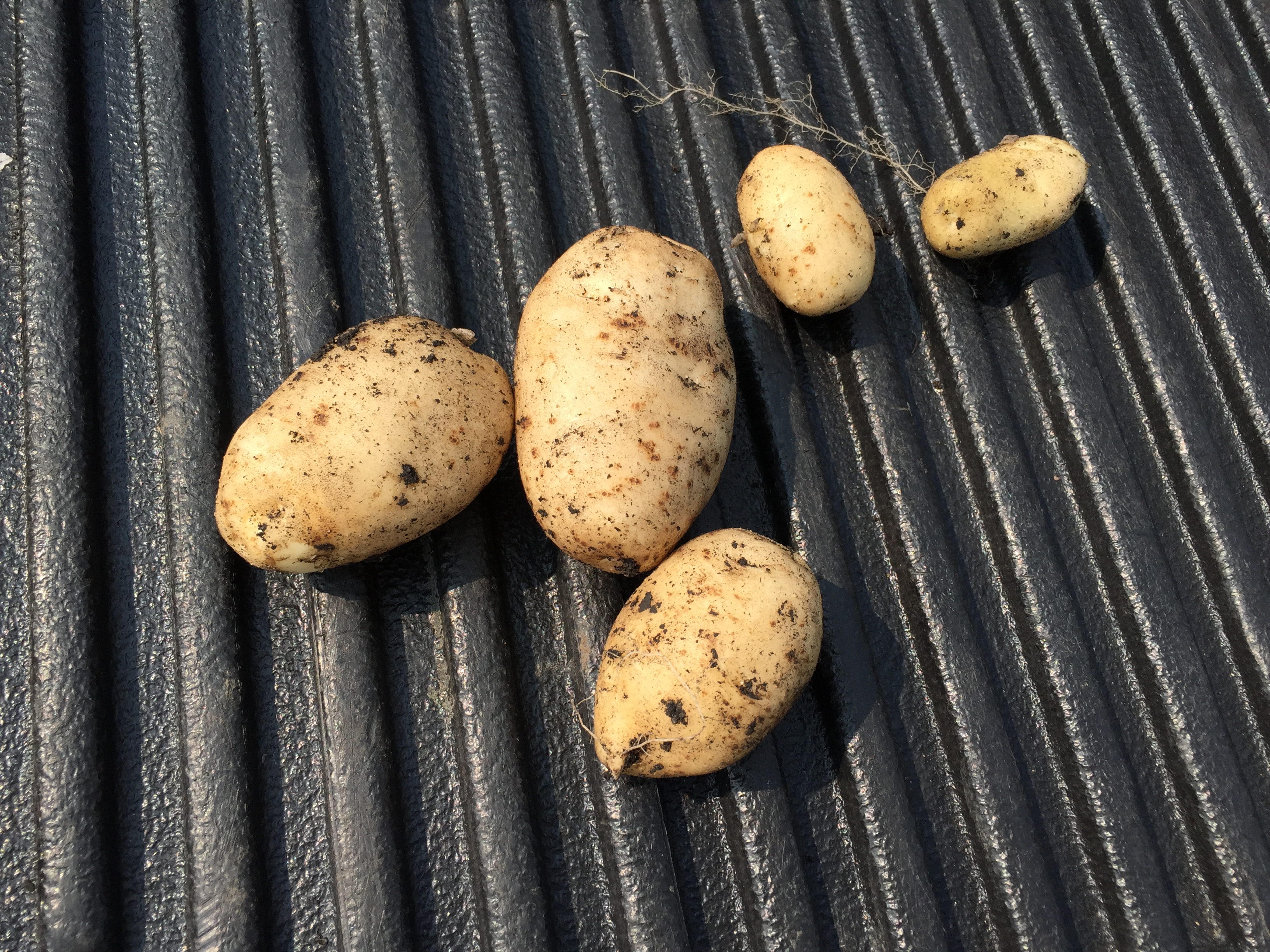  Potatoes! The larges is about the same diameter as a golf ball and about 3 inches long. 