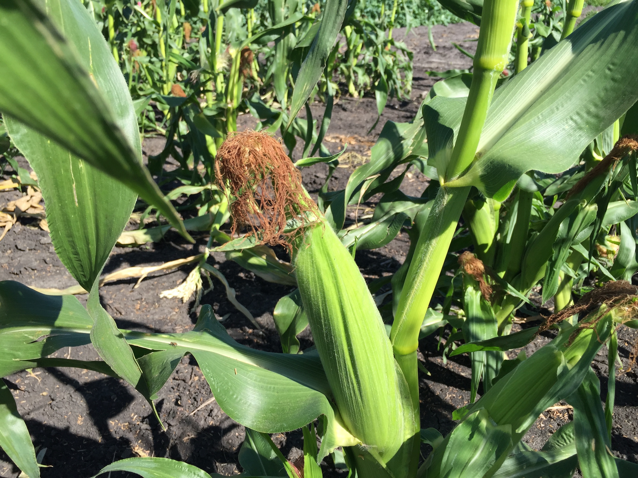  Brown silks means sweet corn is close! 