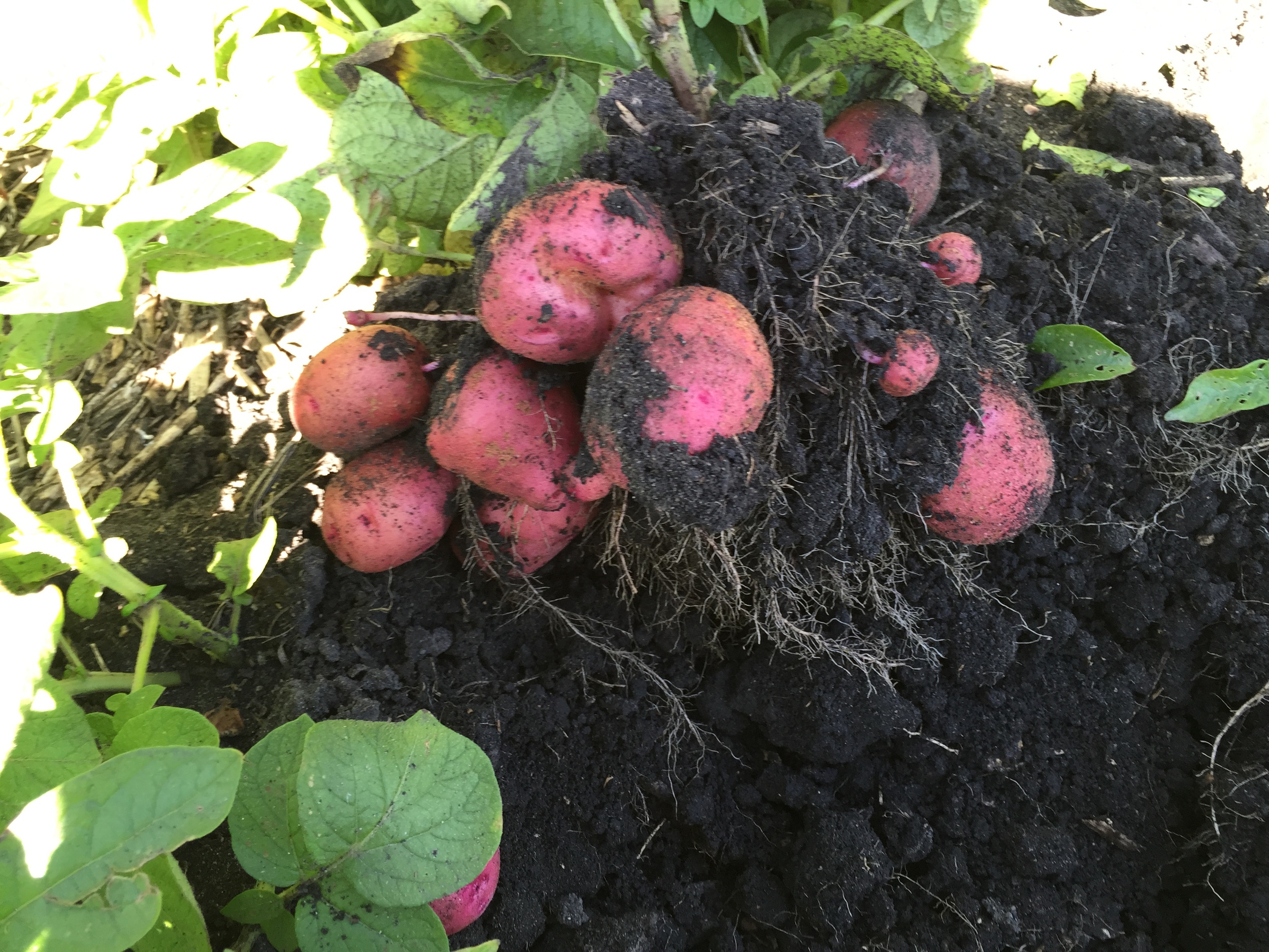  Beautiful red potatoes. 