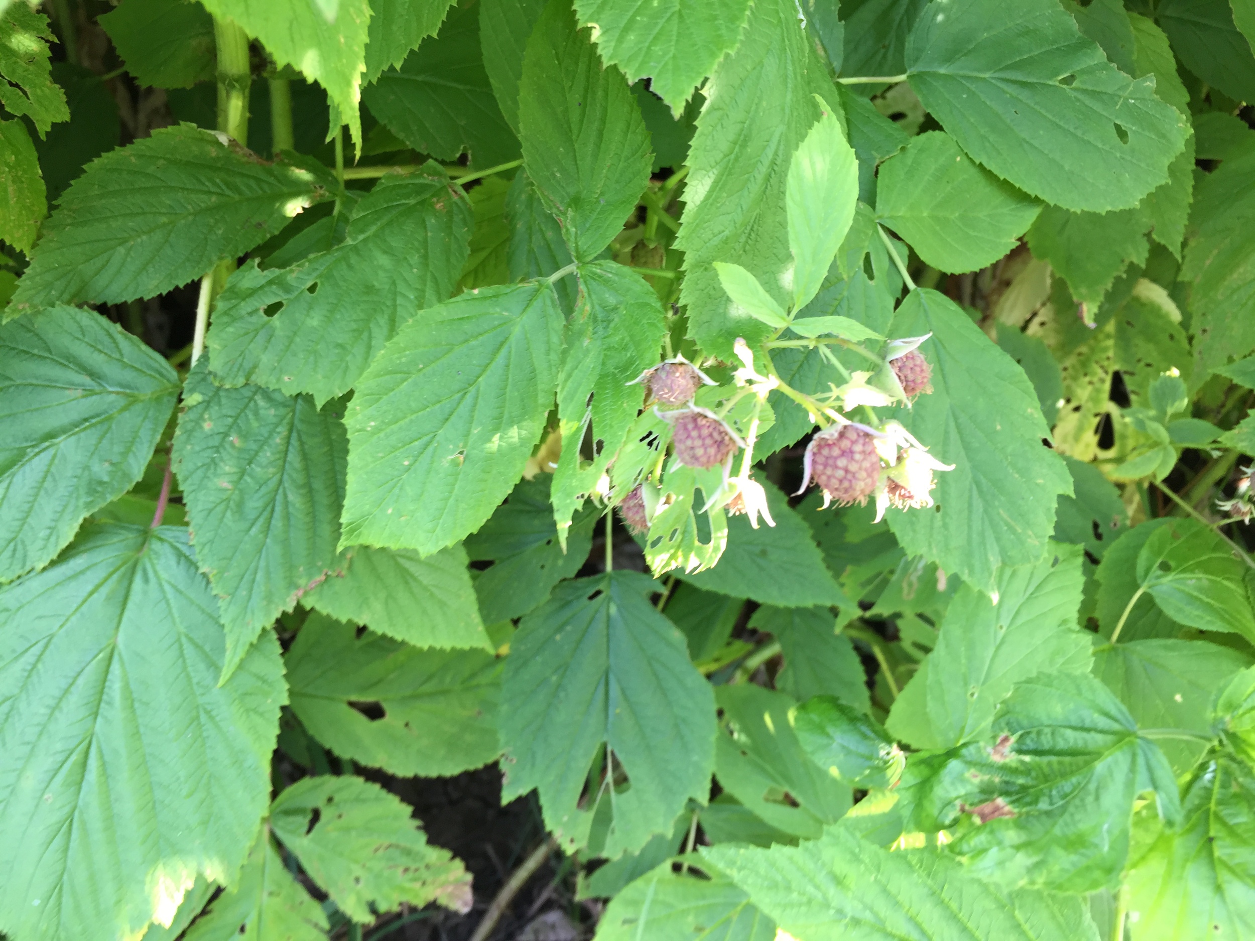  Baby raspberries 