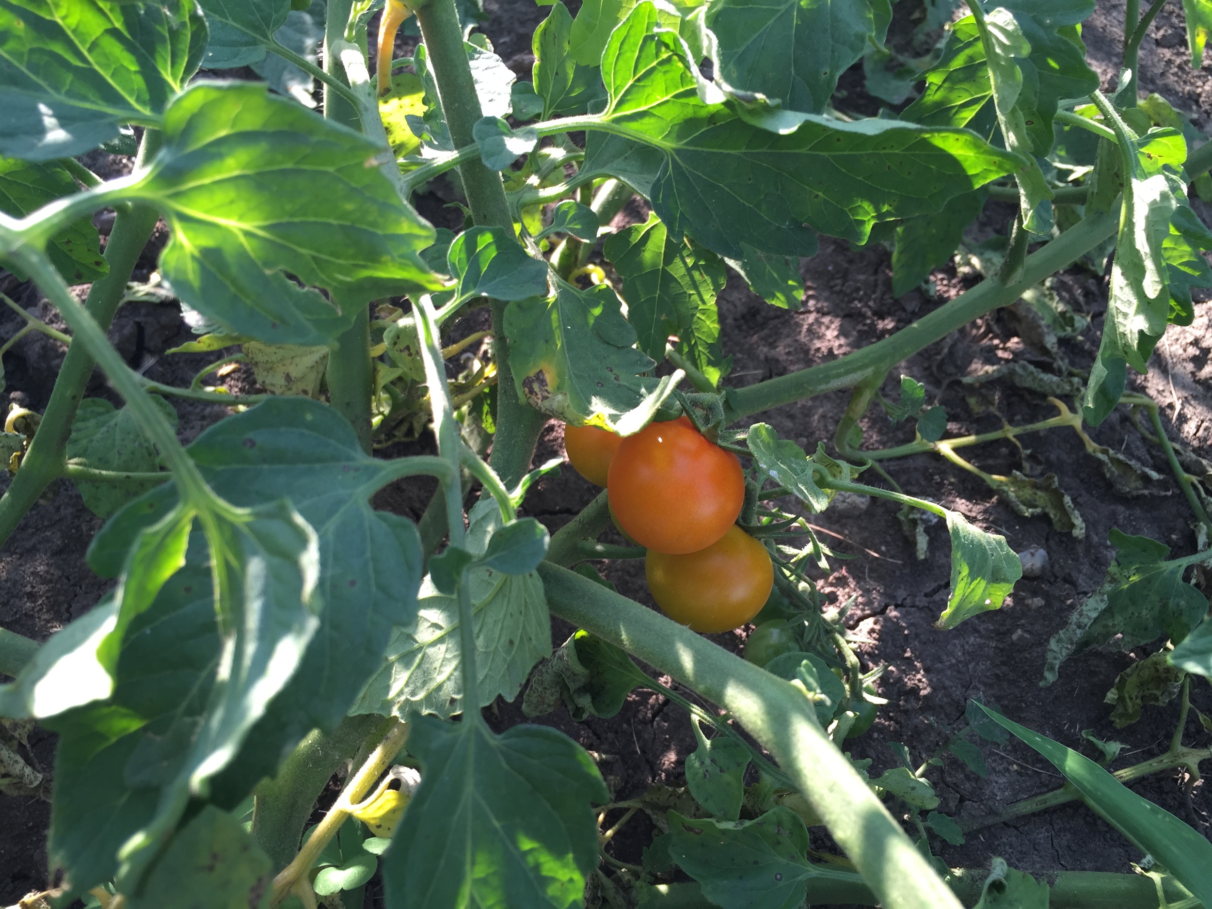  Cherry tomatoes! 