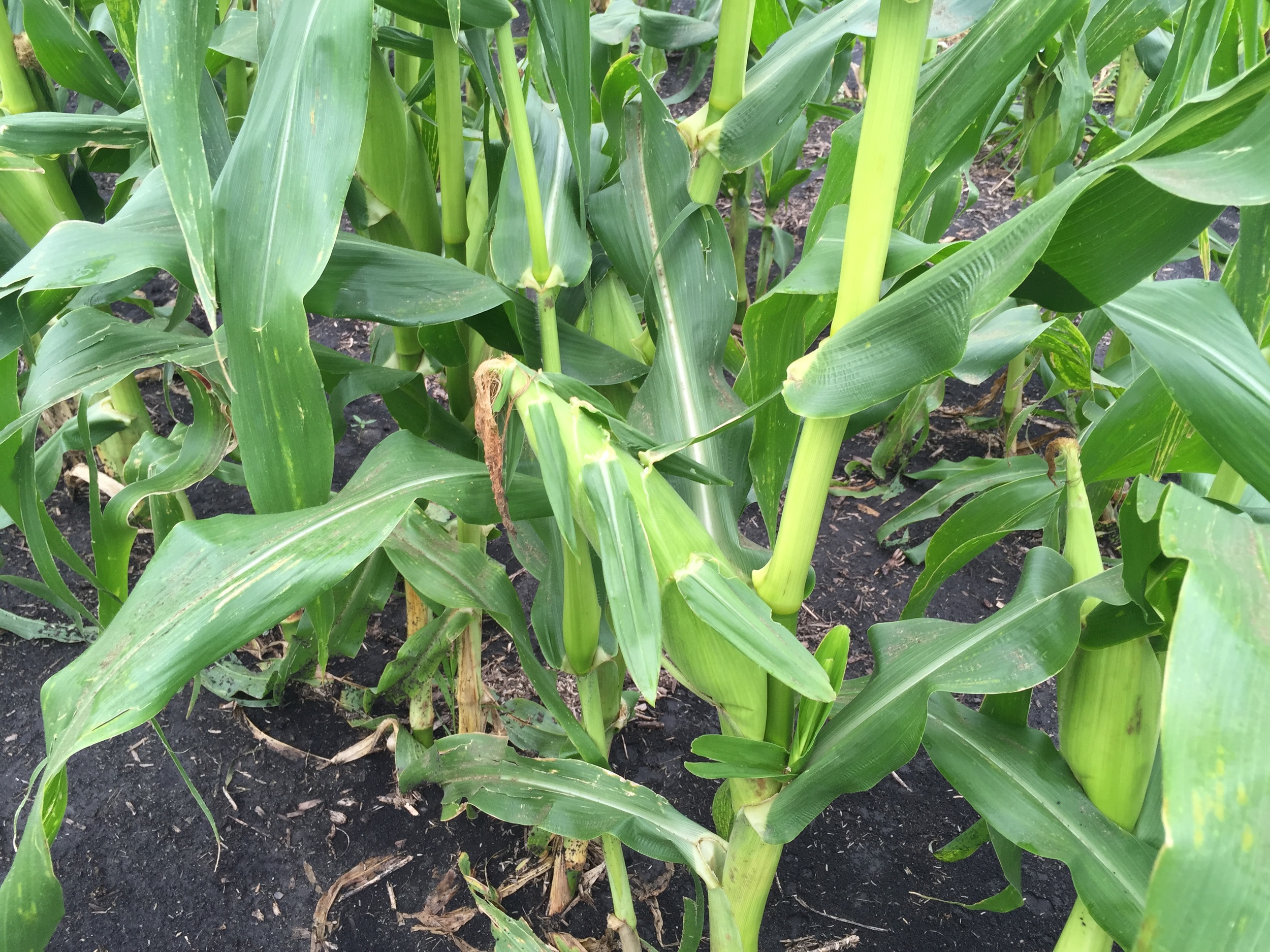  Sweet corn ready to be picked. 