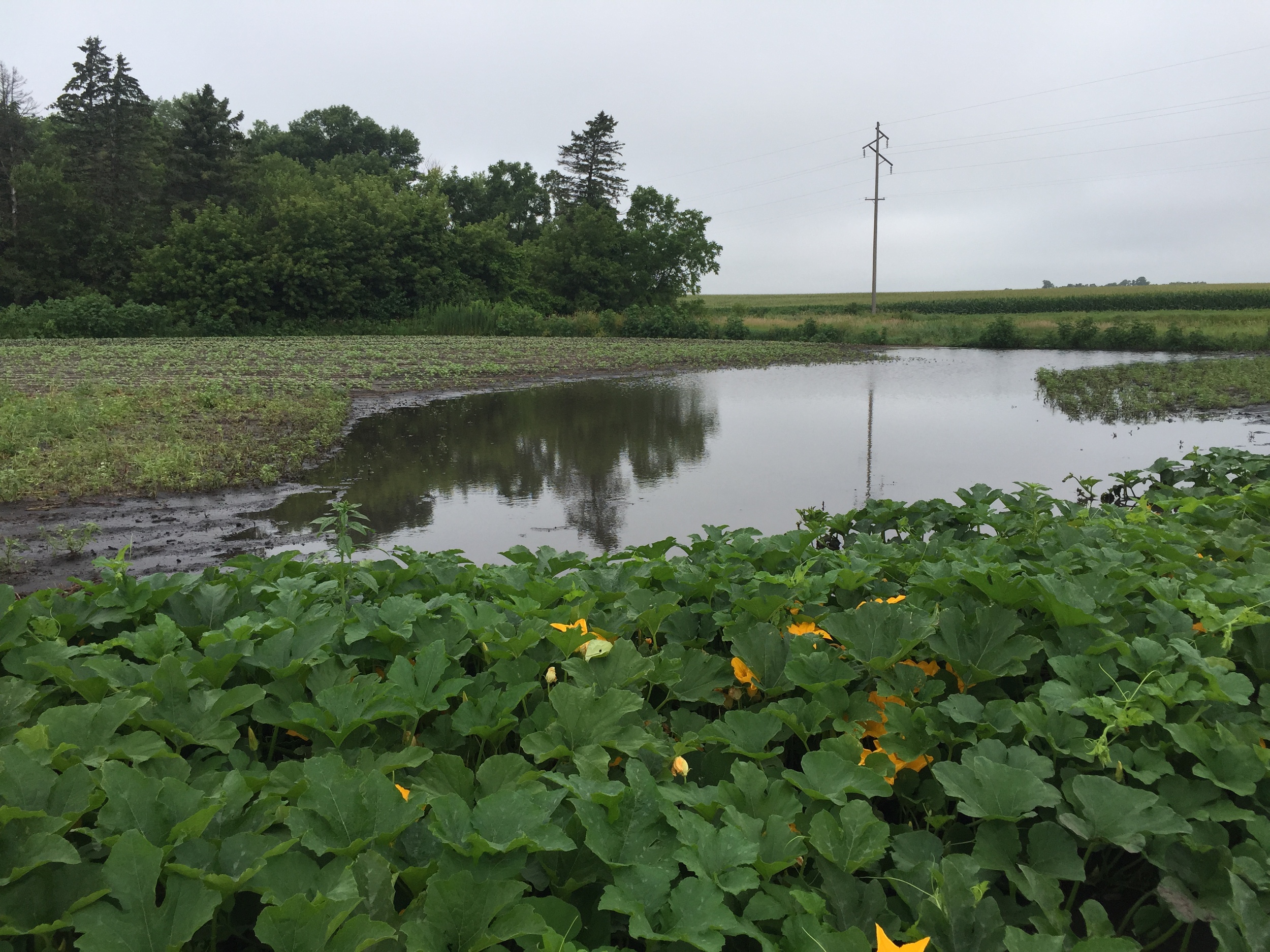  Cedar Crate Lake is back. Fortunately it's only damaging cover crops. 