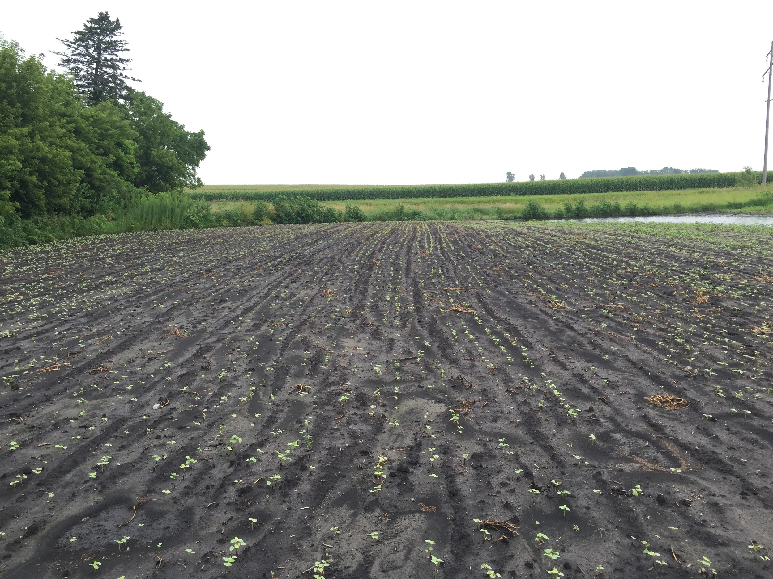  Cover crop emerging. This is baby buckwheat. 