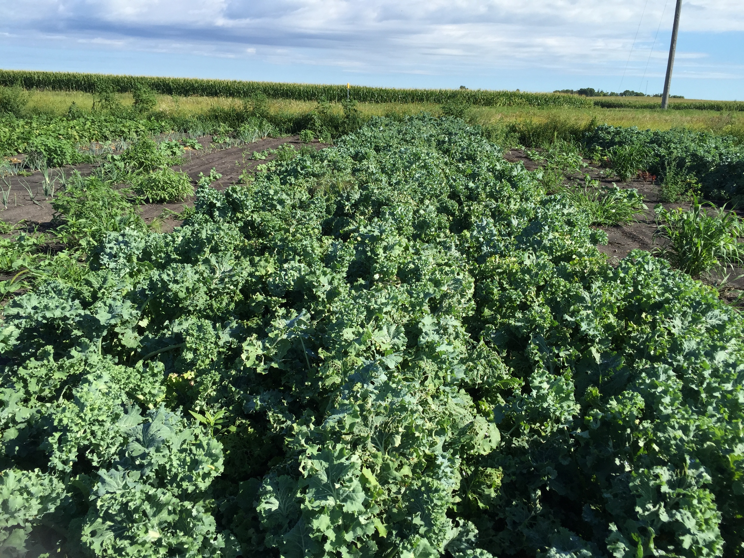  More kale than you could shake a stick at. 