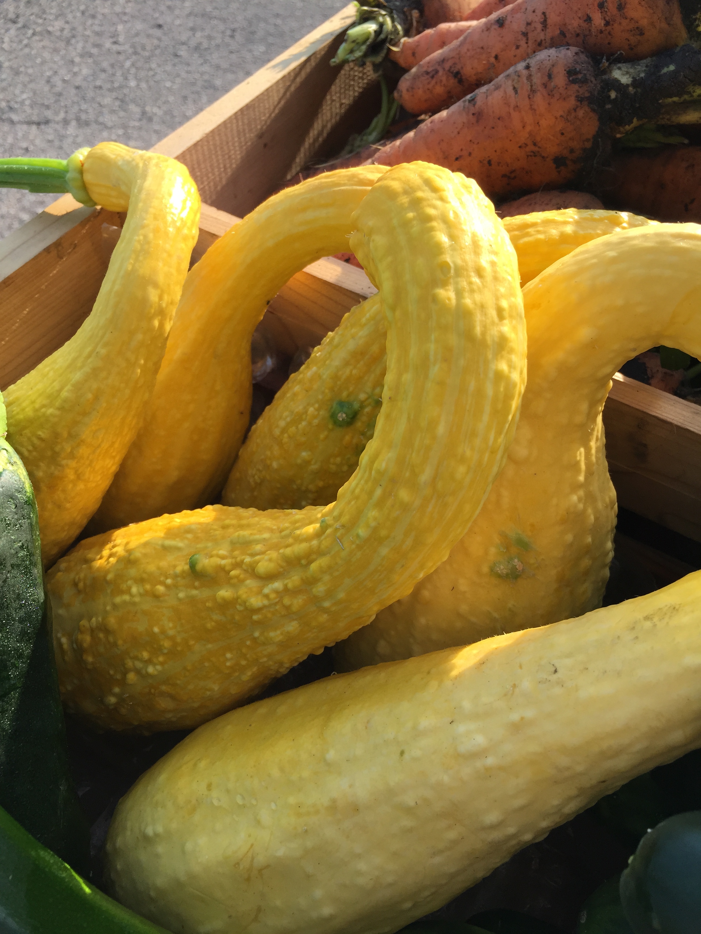  Some yellow crook-neck squash ready for sale. 