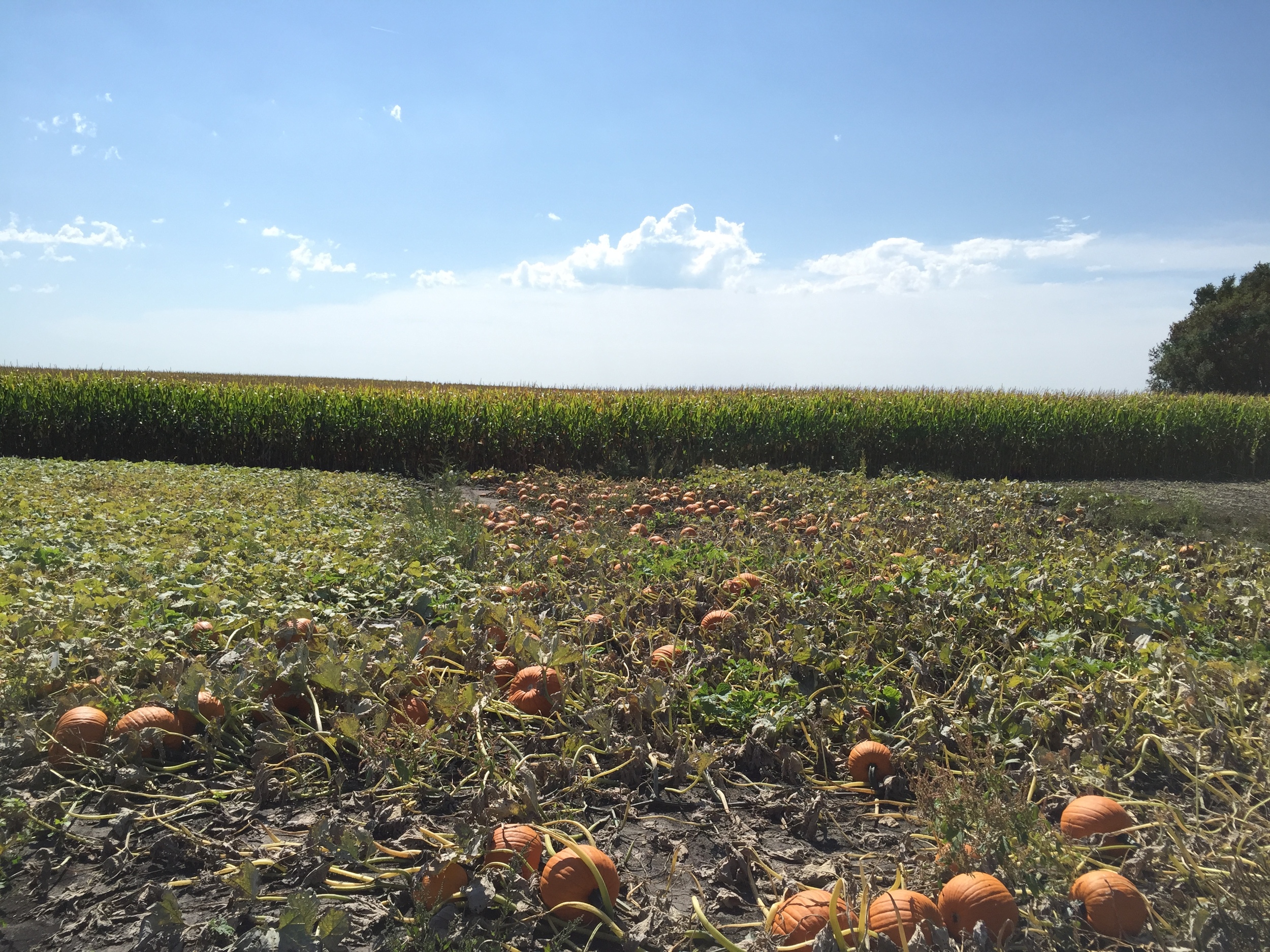  My pumpkin patch! 