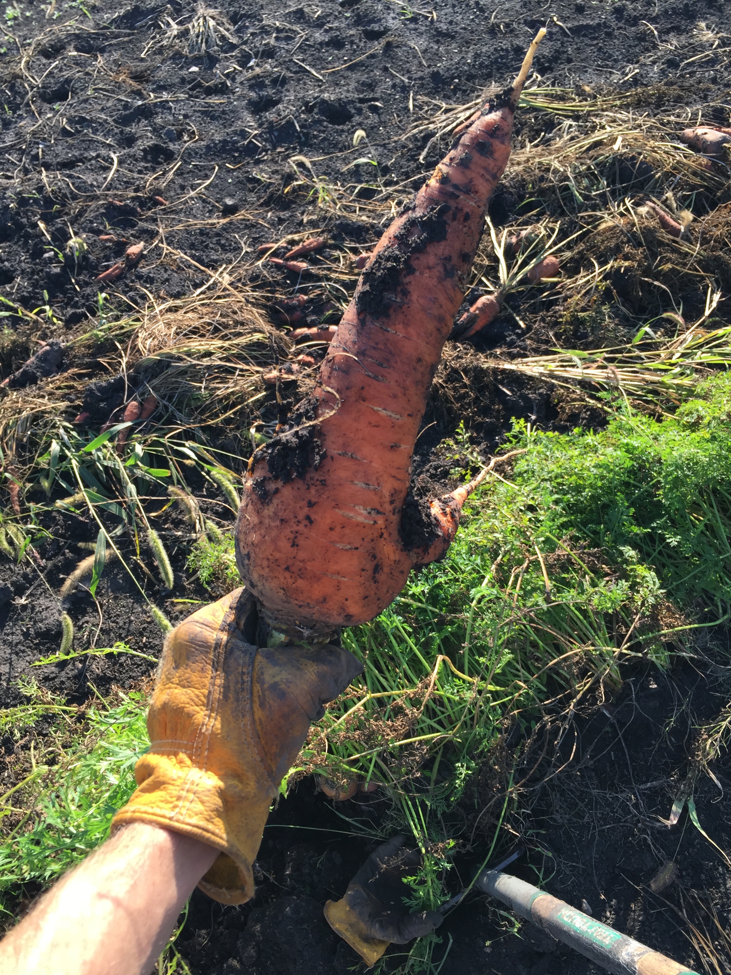  I think this is the biggest carrot I've ever seen. 