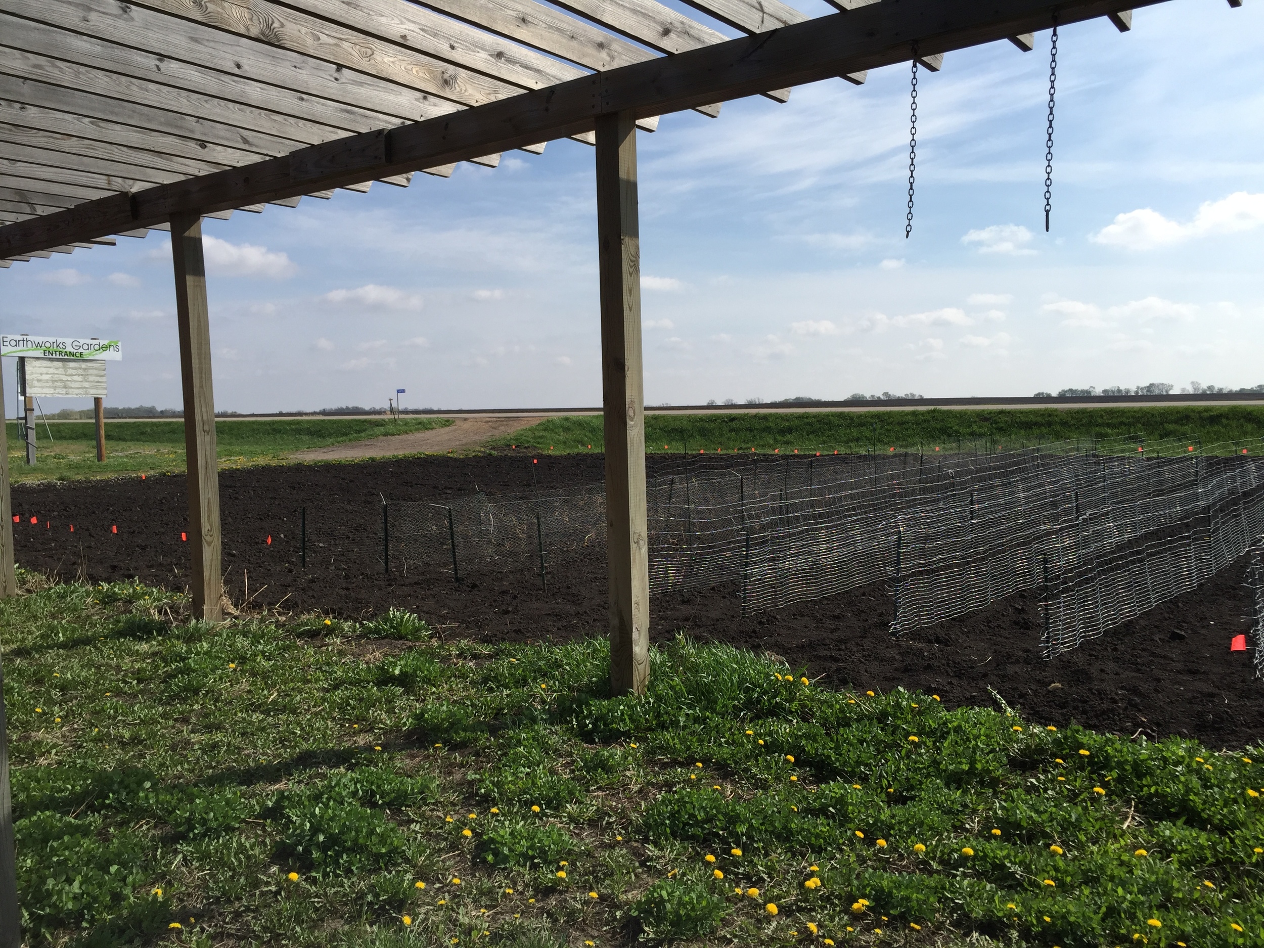  Trellis system for peas. Makes them easy to pick. 