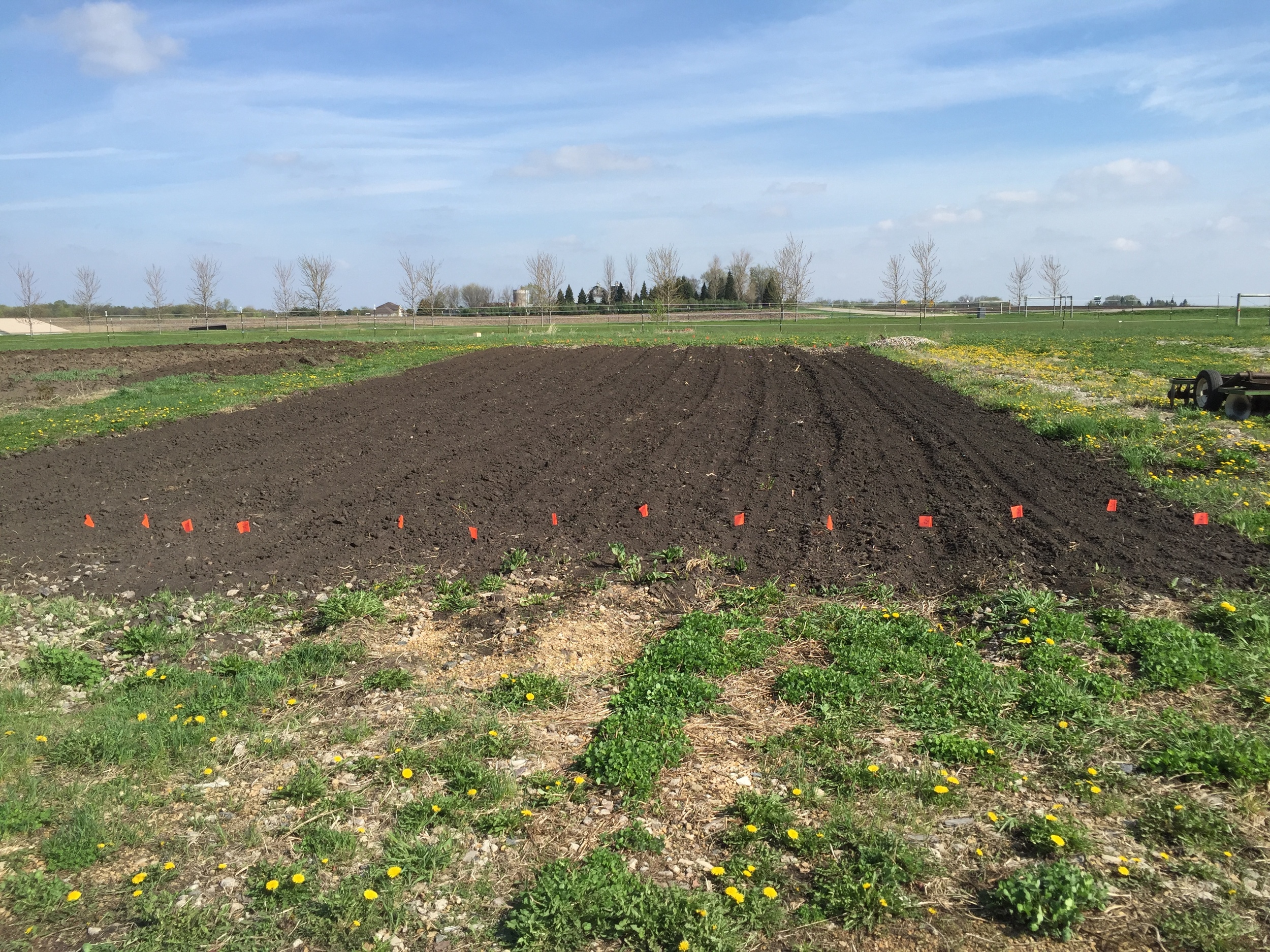  Planting of one section is complete. 