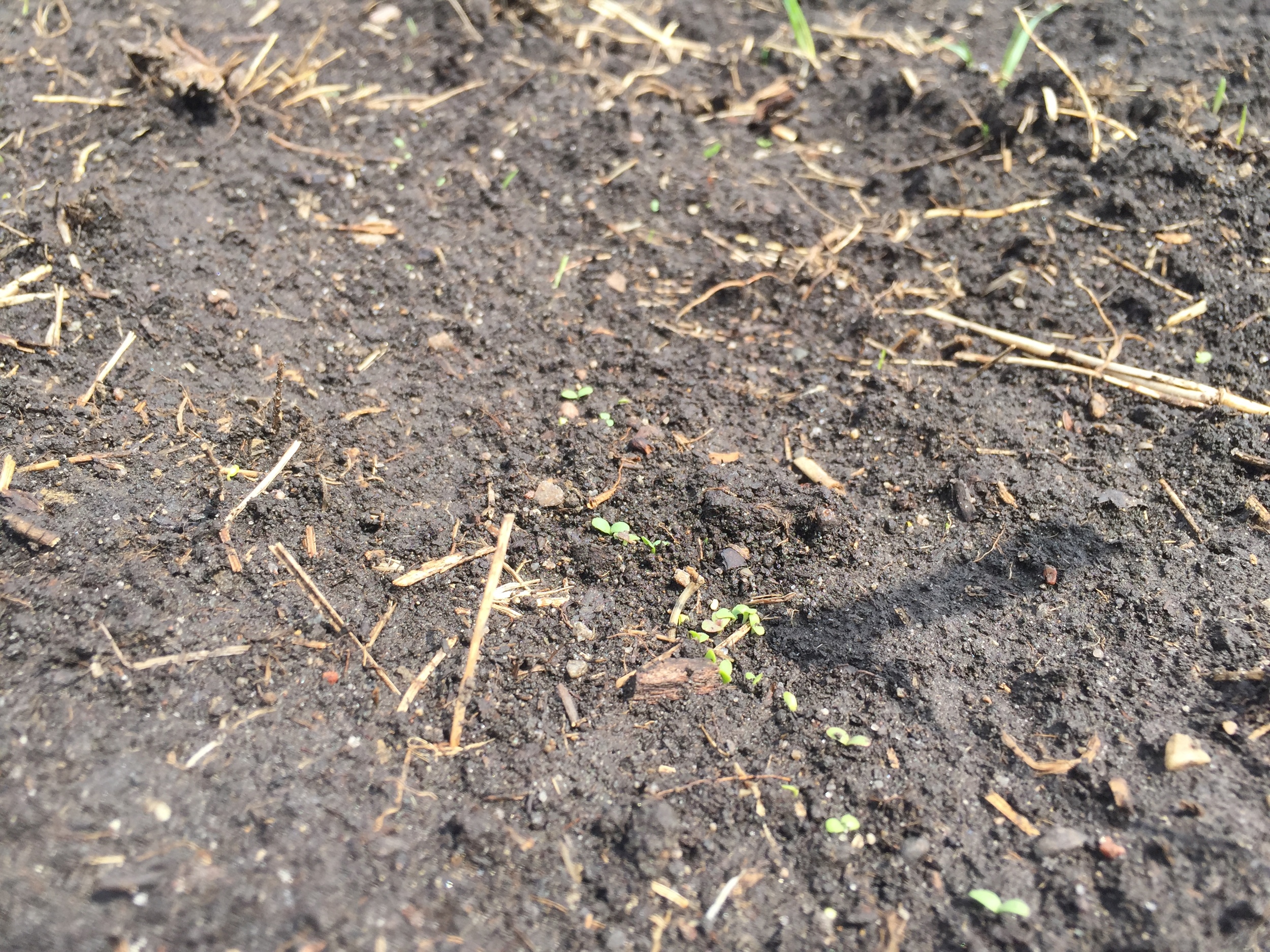  The tiny plants in the center are baby lettuce. 