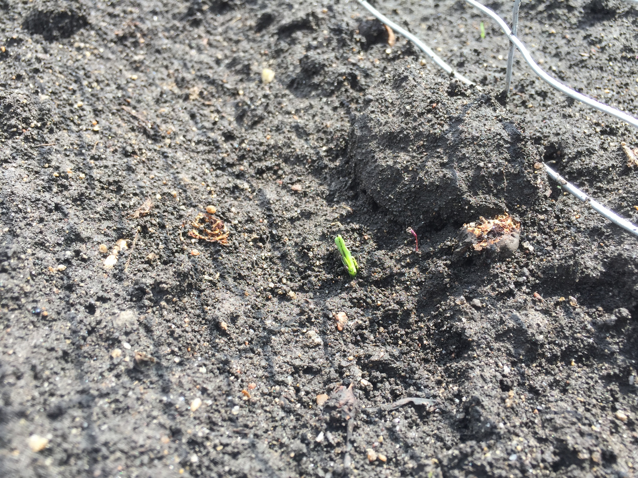  Center: a pea emerges from the ground.   