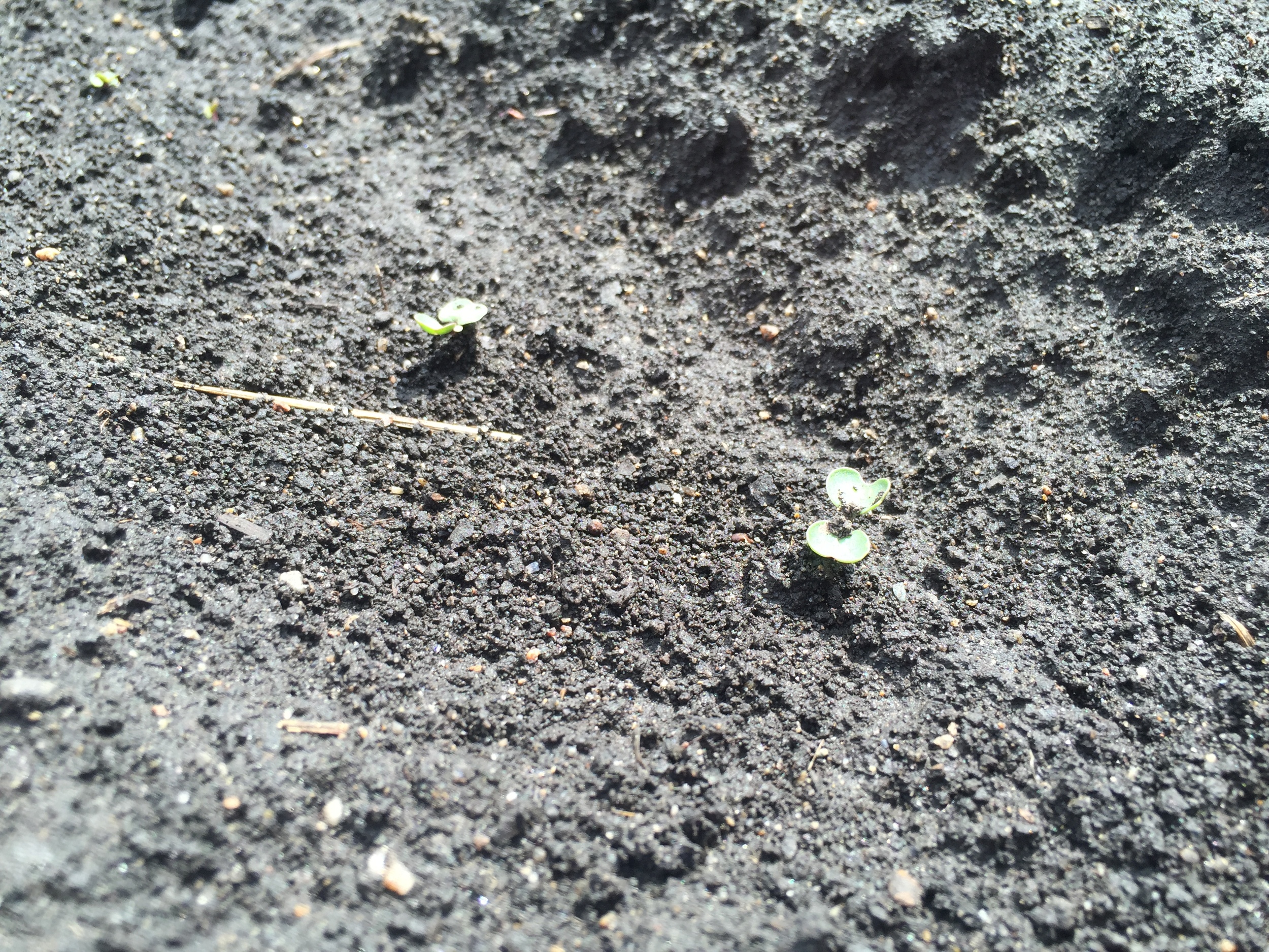  Kale emerging from the ground. 