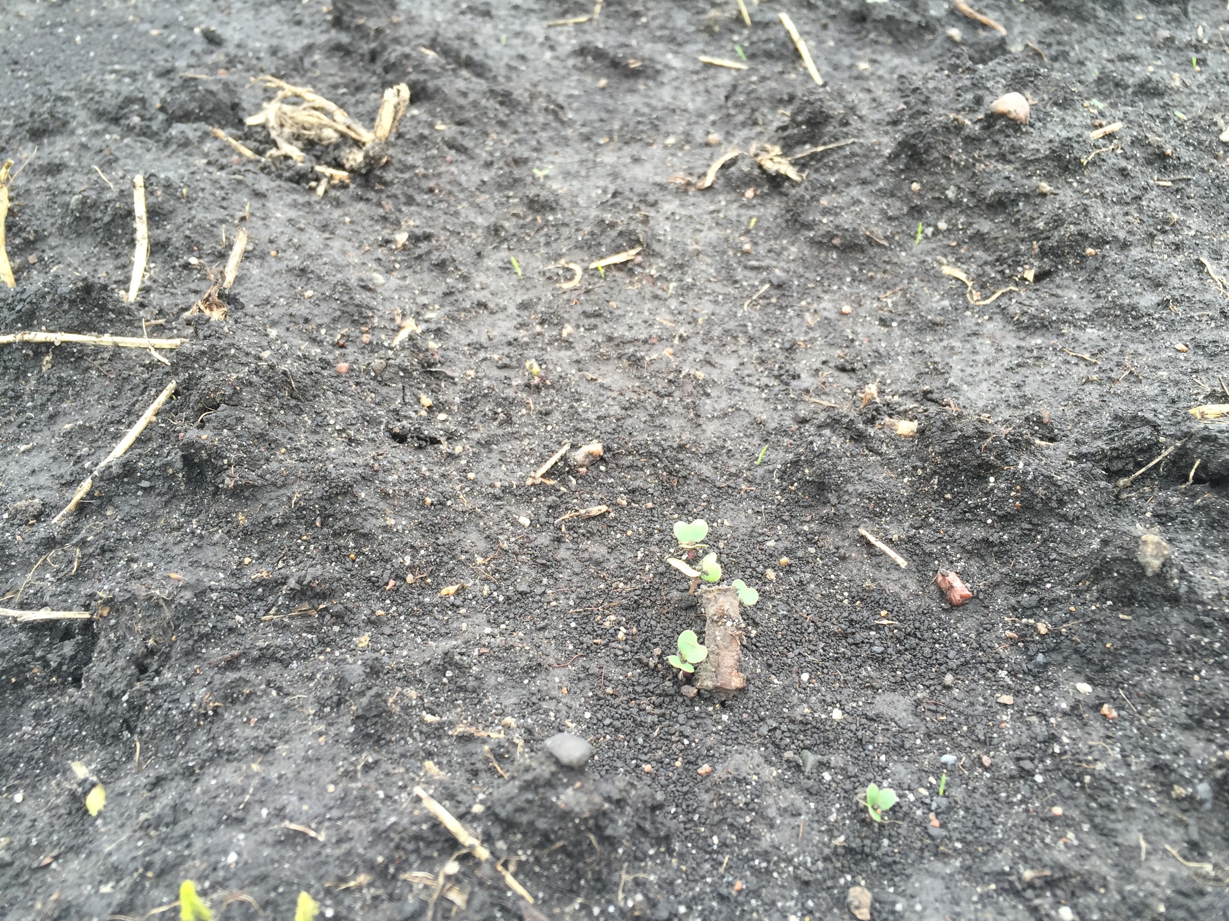  A group of kohlrabi emerge from the ground. 